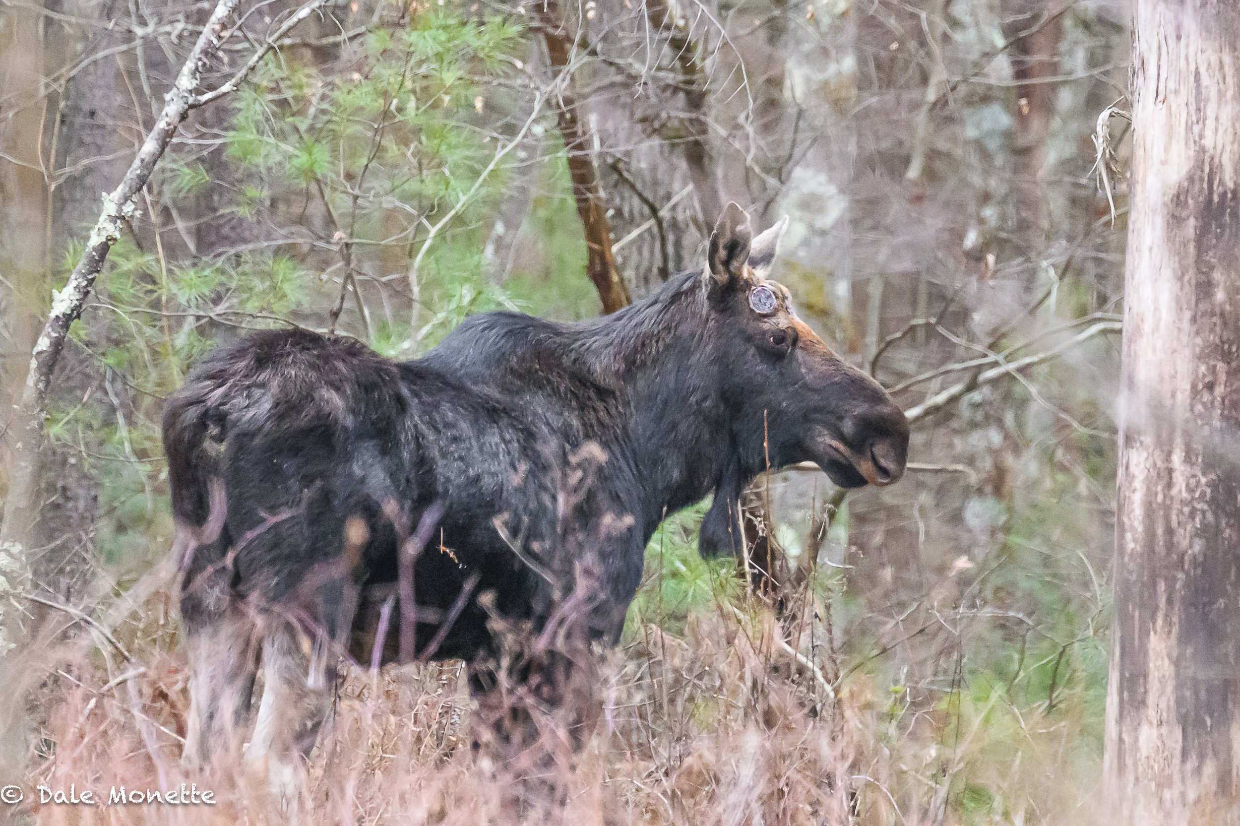   Yesterday I bumped into another of my old friends... Like most Massachusetts bull moose, his antlers have fallen off. How do I know this guy? Ive been seeing him each year for at least 4 years. He has 2 distinguishable notches in his right ear. Pos