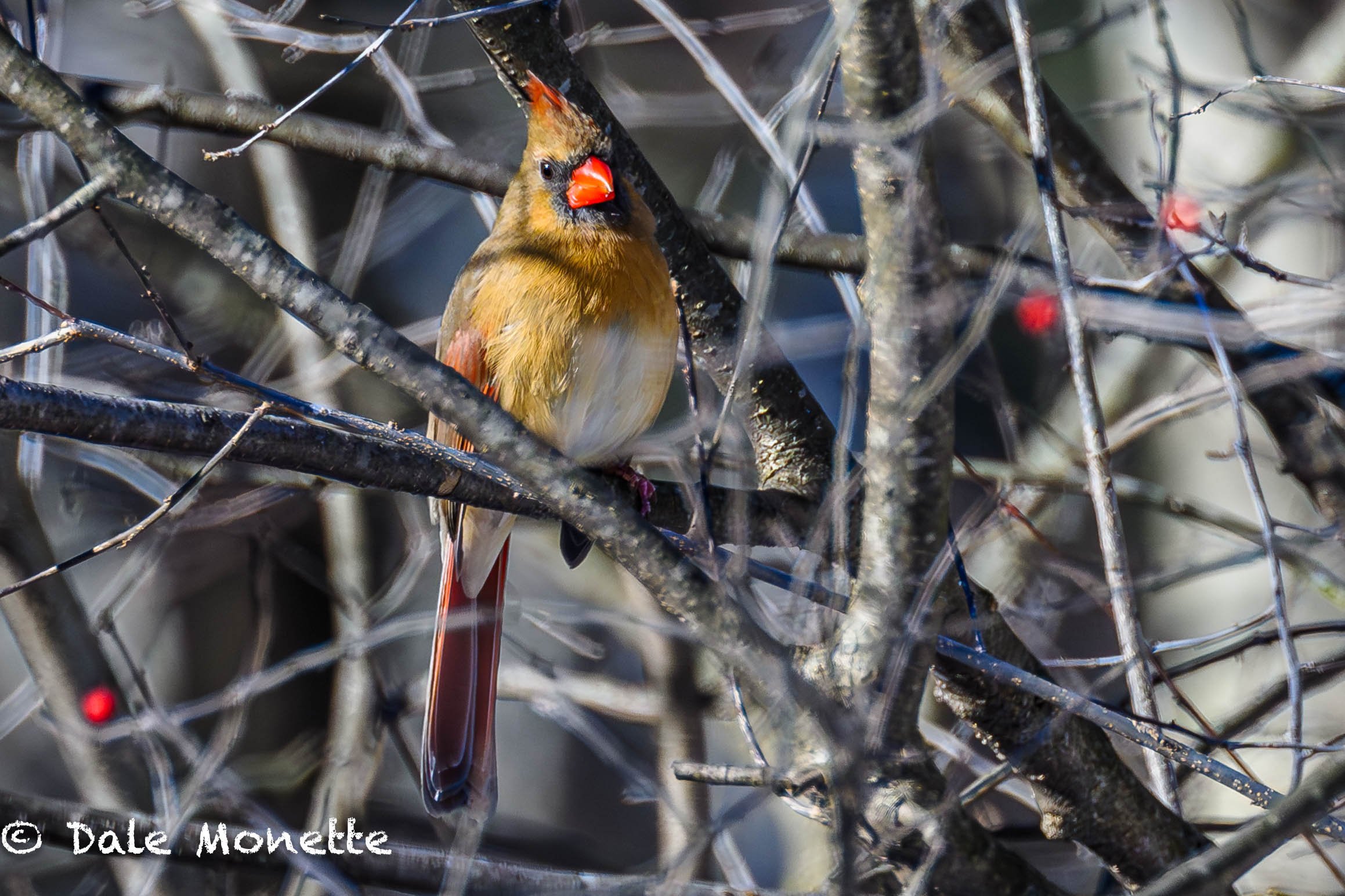   Our female cardinal made an uncharacteristic appearance alone midmorning to see if the feeder guy was around....he was !  