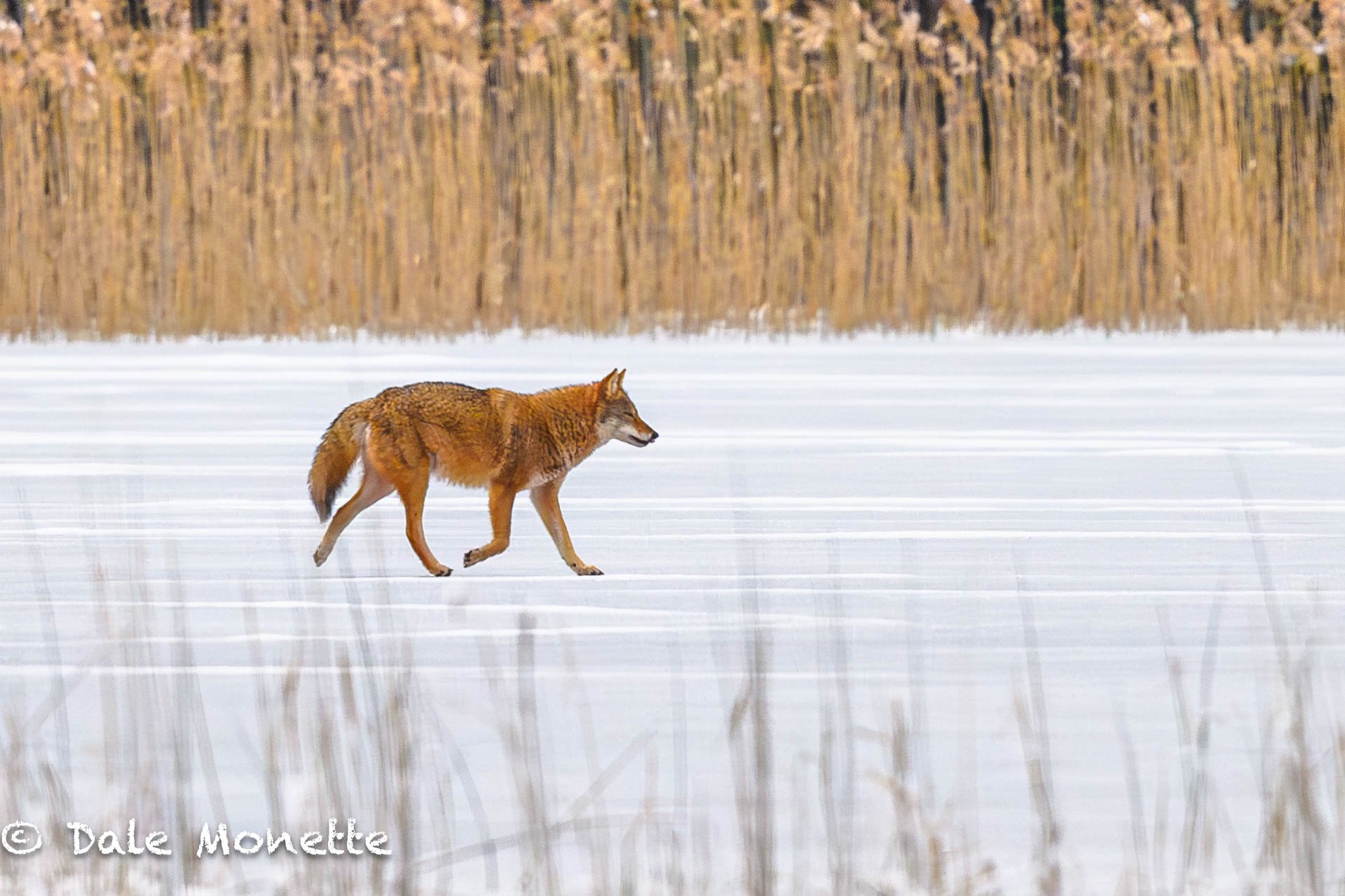   I found this eastern coyote with an orange tinged pelage cruising the ice in New Salem this morning.  Its been about 5 years since Ive seen one like this. The last orangish one I photographed was about two miles from this one. A payoff after a 2 ho