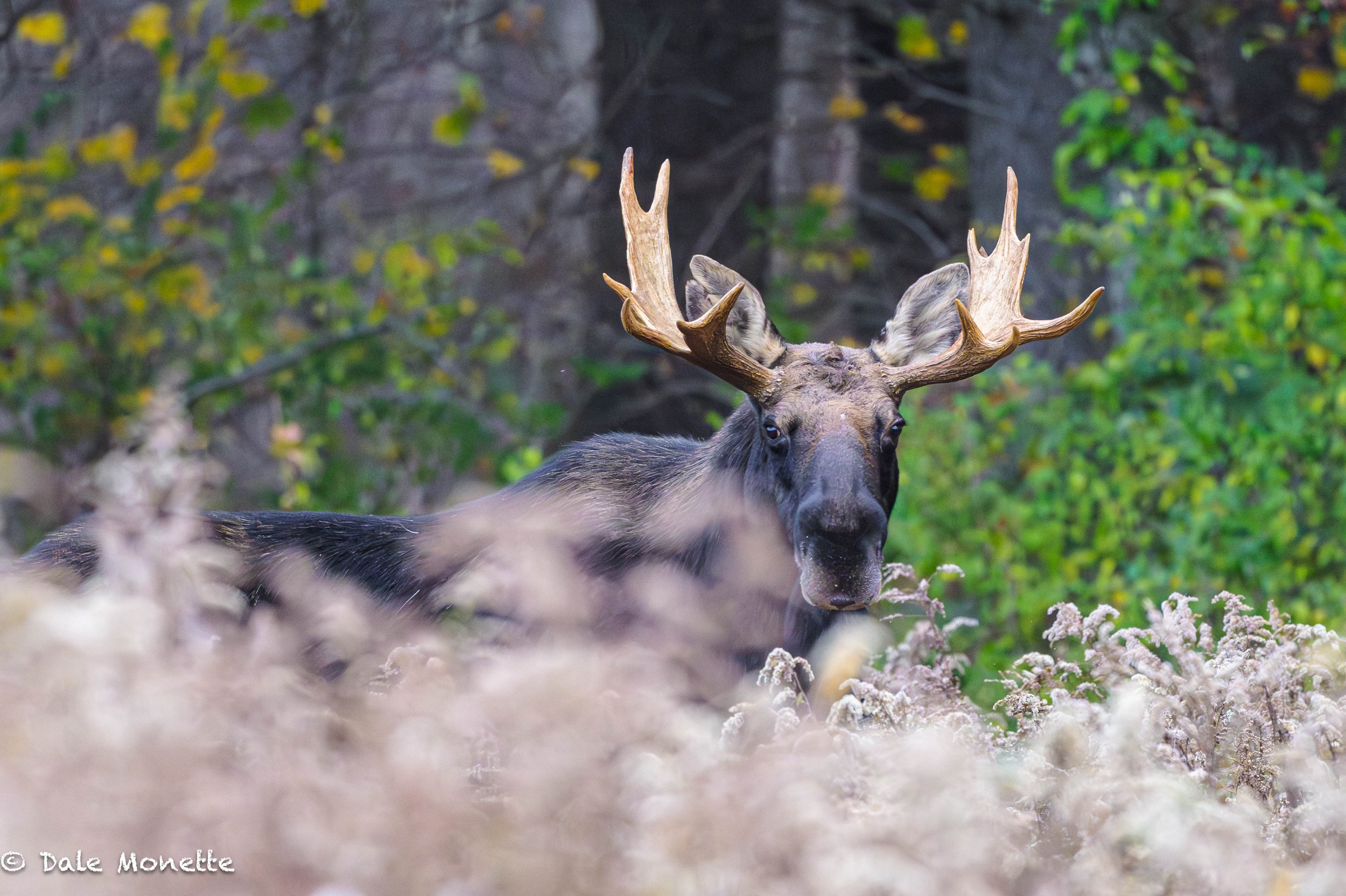   It will probably be another few months before these guys show them selves and come out from their winter feeding areas.  This was taken last autumn in a field of dead goldenrod. Ive seen him before. Note the tear in his right ear.  