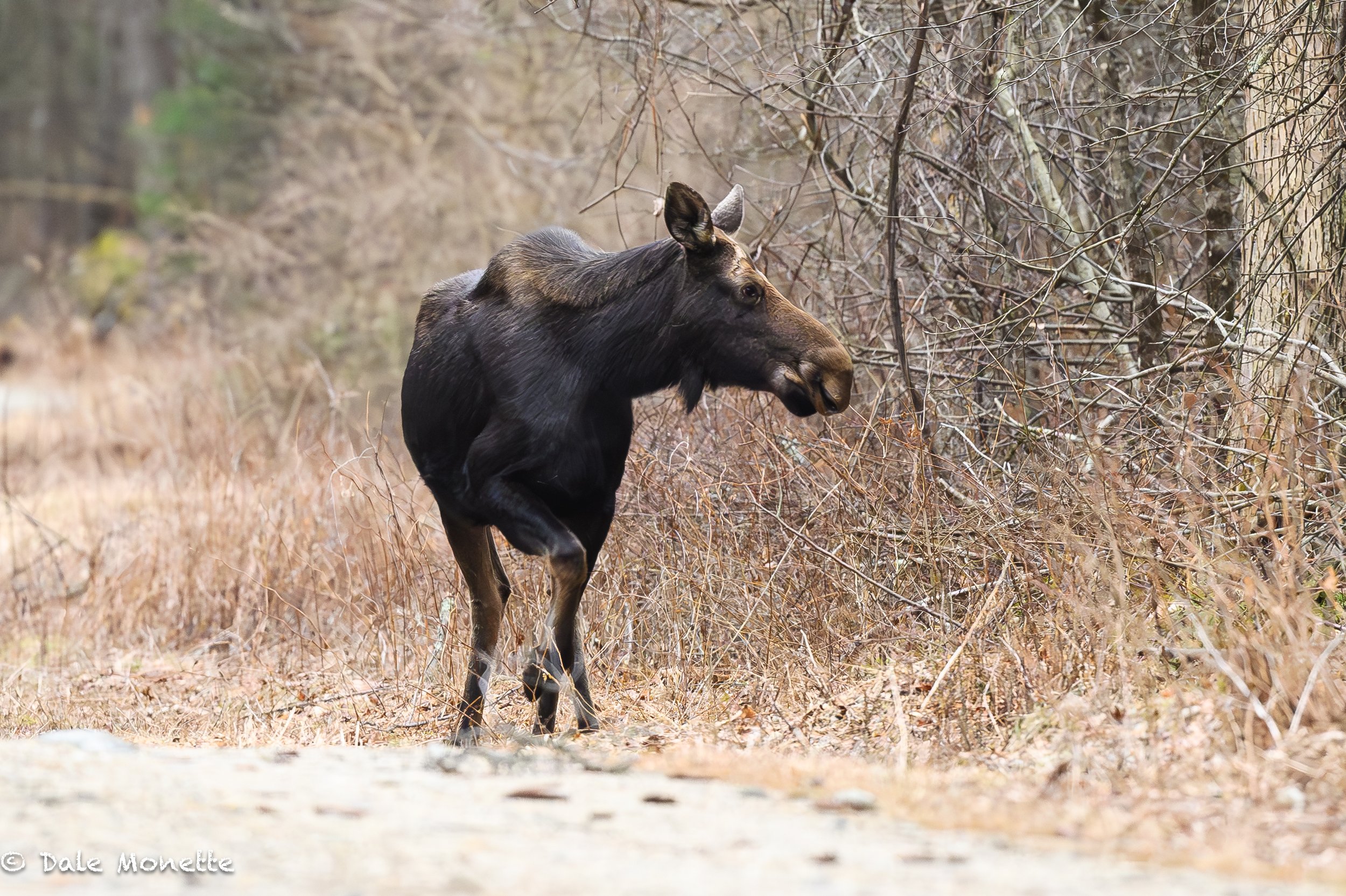   First moose of the spring!   She was standing in the woods and saw me headed towards her on the trail. Her curiosity got her and she walked out onto the path and started coming straight at me.  I was 150 yds away.  She suddenly stopped, slowly look