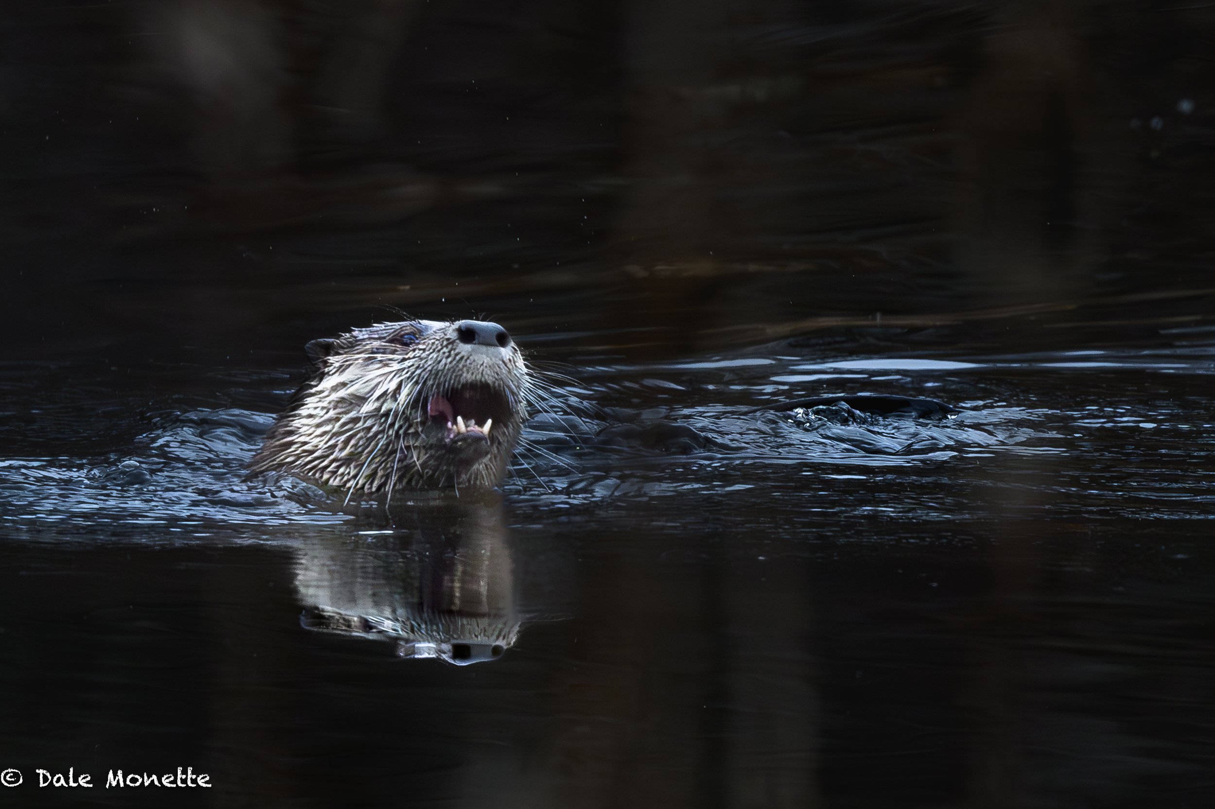   First otter this spring!  Glad they are out and about without ice everywhere..  