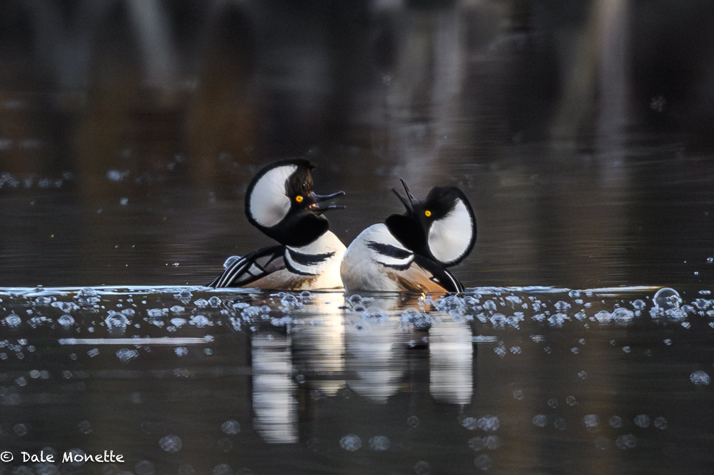   A pair of hooded merganser males trying to out compete the charm to win the ladies!    