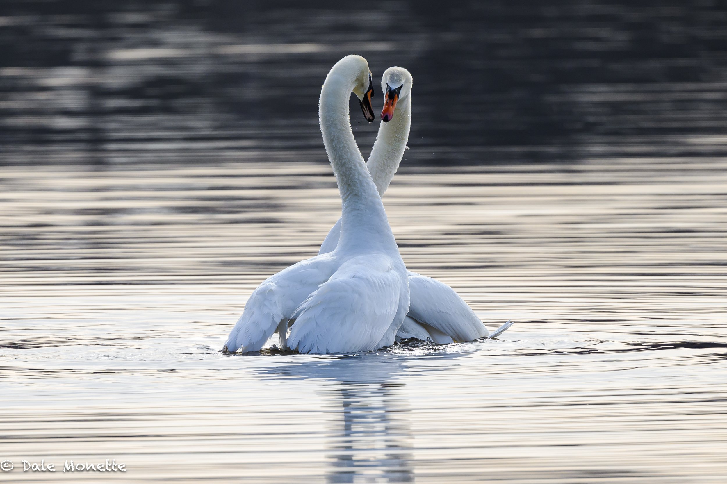   A pair of mute swans doing their mating dance on the Connecticut River in the early morning.  