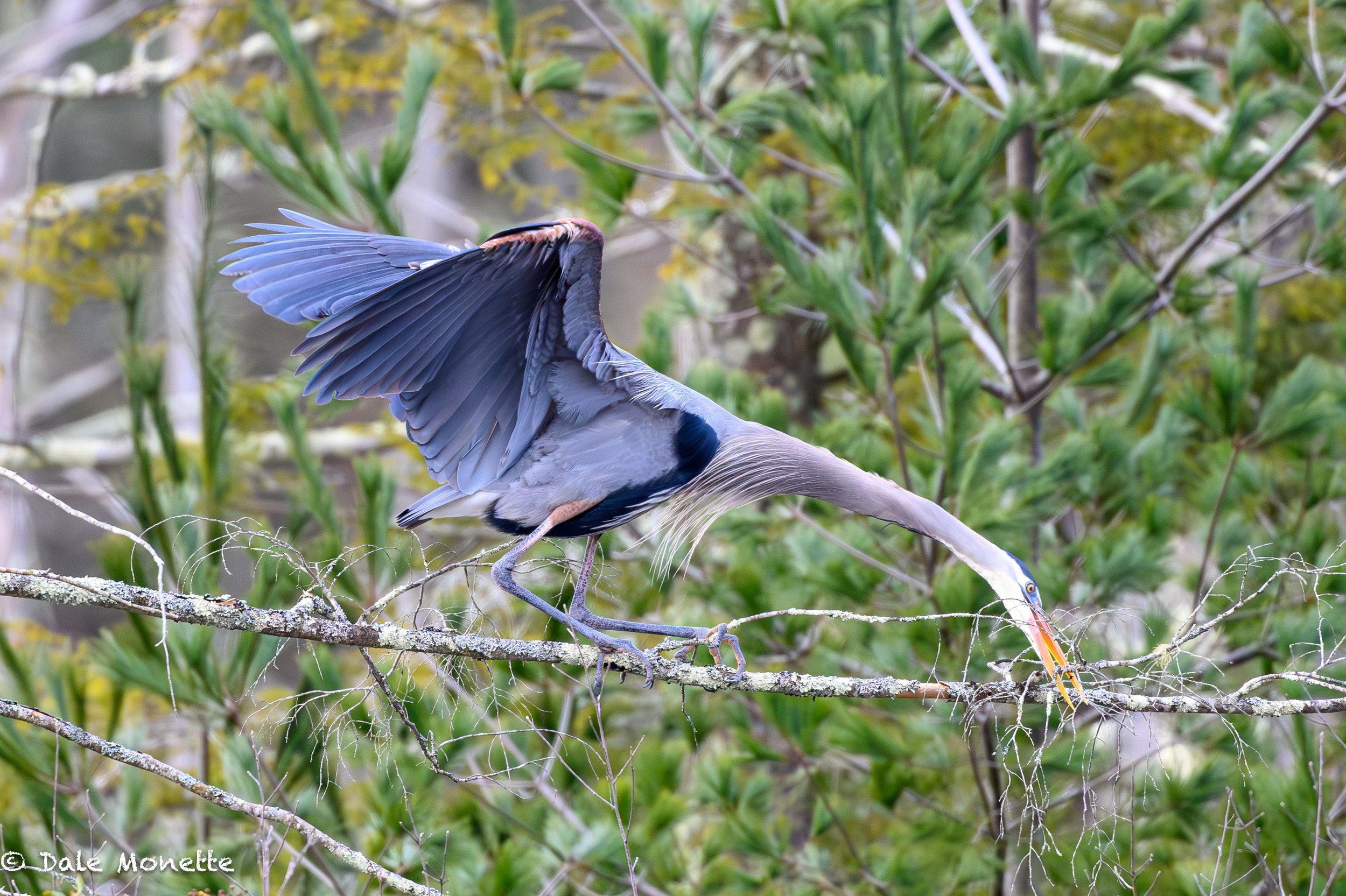   This guy was looking for lumber for the nest.  Spring is here and great blue herons waste no time rebuilding what the winter has done to their nests.  They use the same nests year after year.  