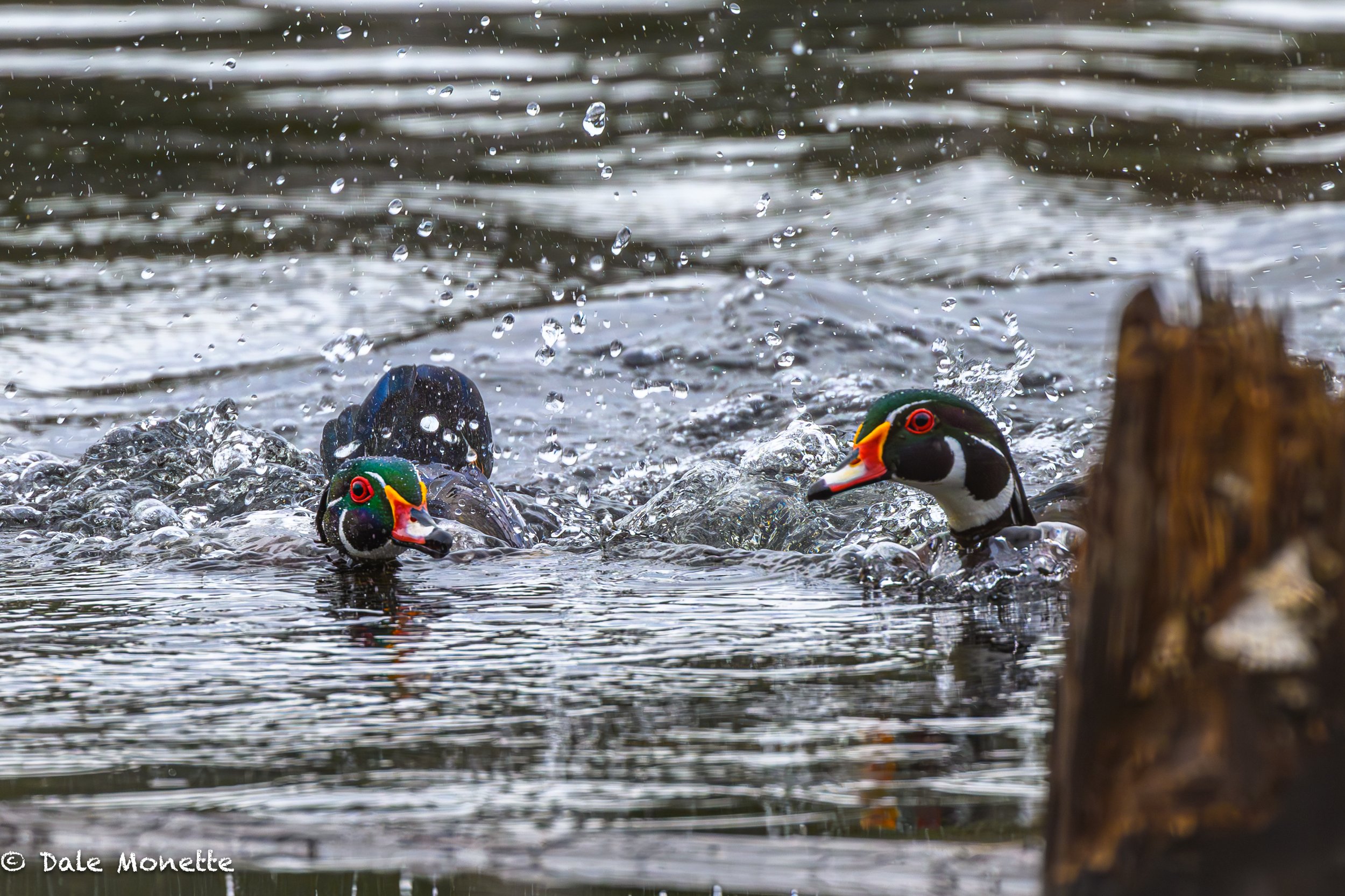   A pair of male wood ducks butting heads over a female thats just out of the photograph. Springtime is here !    