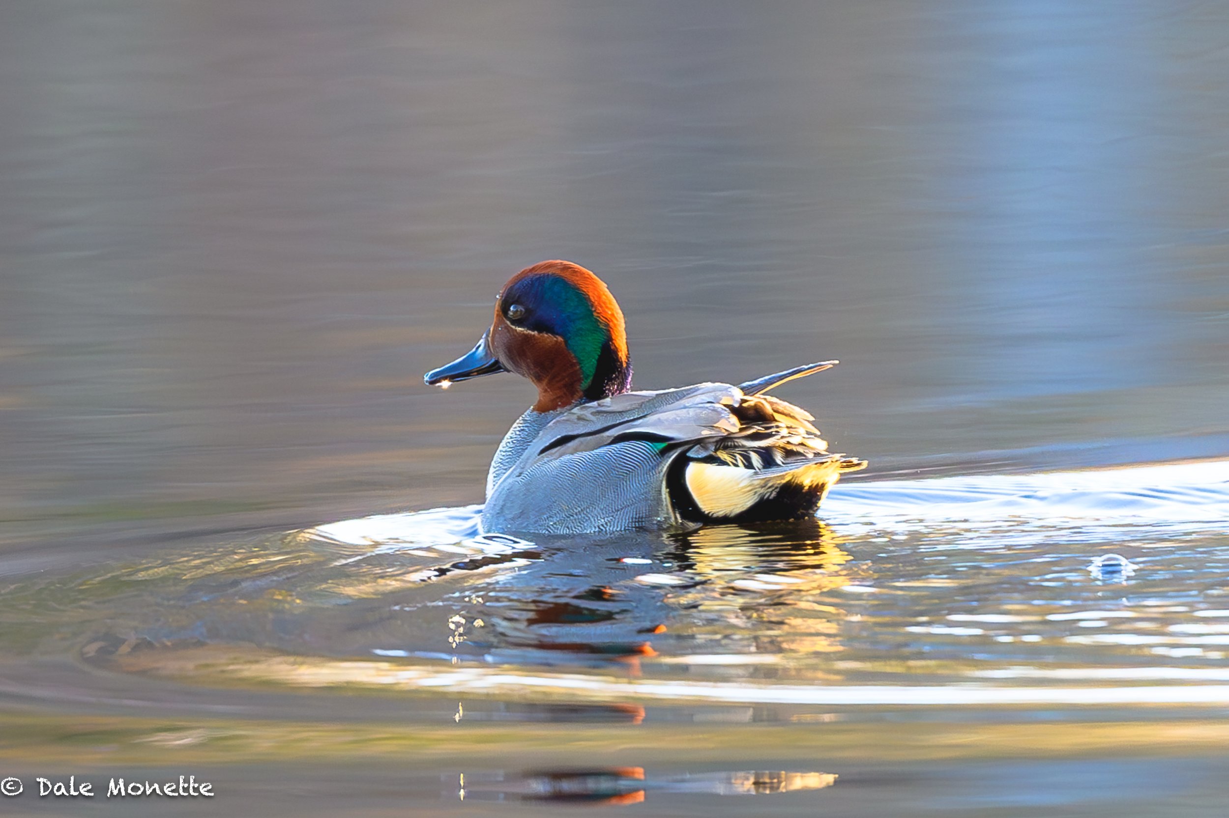   I found a small flock of green wing teal last week.  These tiny ducks seem to be getting harder and harder to find.  