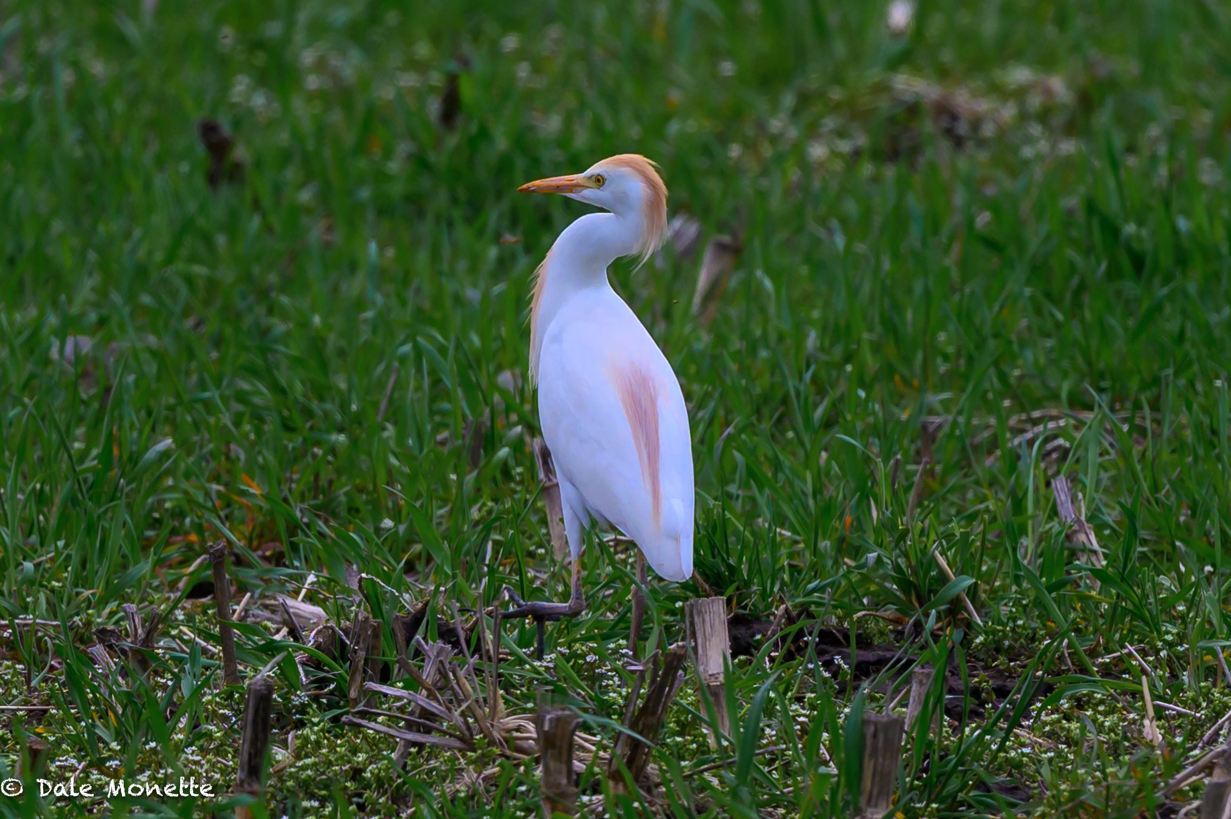   A rare western cattle egret hung around Hunts Farm on RT 202 in Orange for a couple days earlier this week.  This was a new one for me. A striking male in breeding plumage.  He’s gone today.  