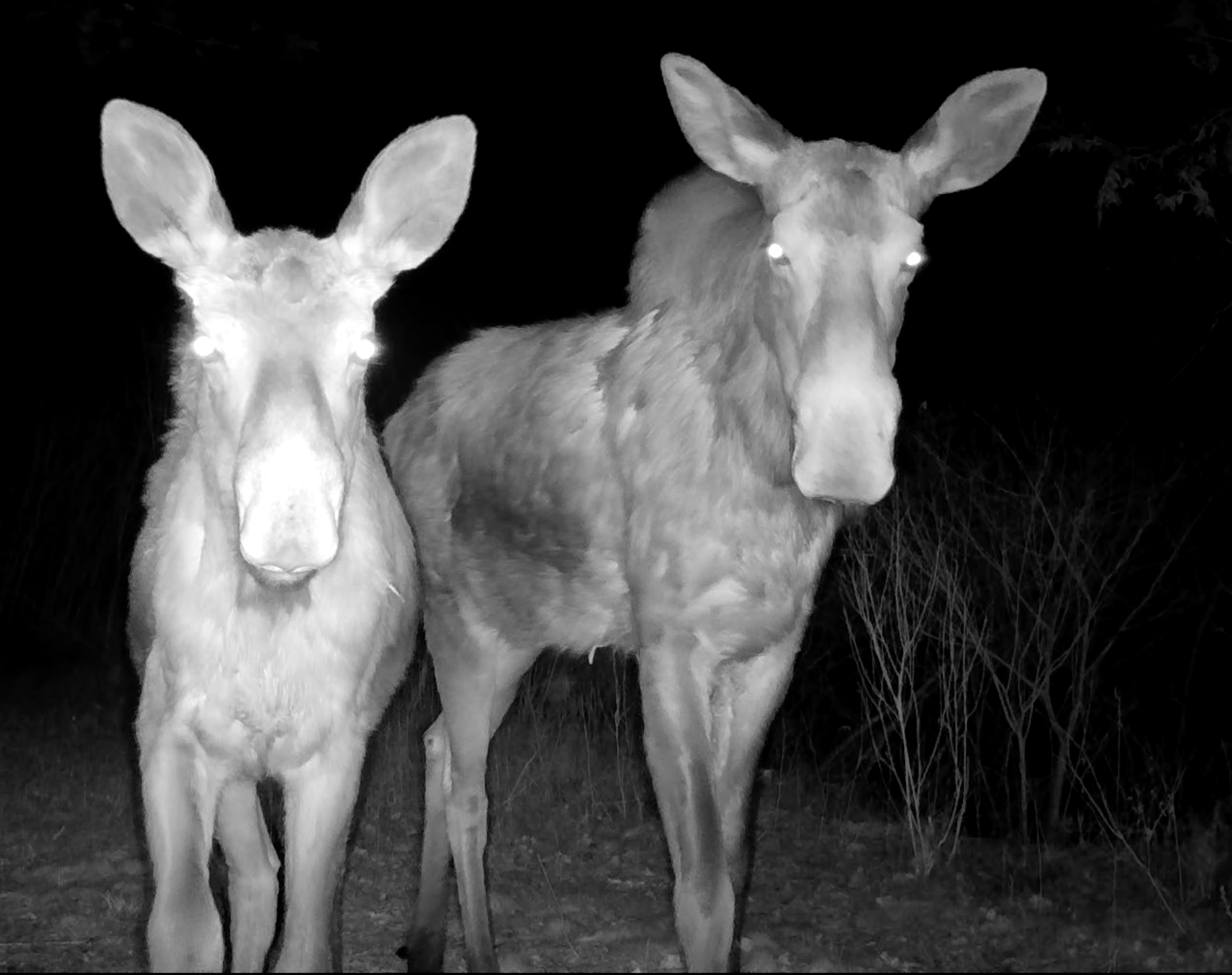   Let the season begin!  A cow moose with her yearling bull wandering around North Quabbin and stumbled into one of my trail cameras.  Quite a surprise.    