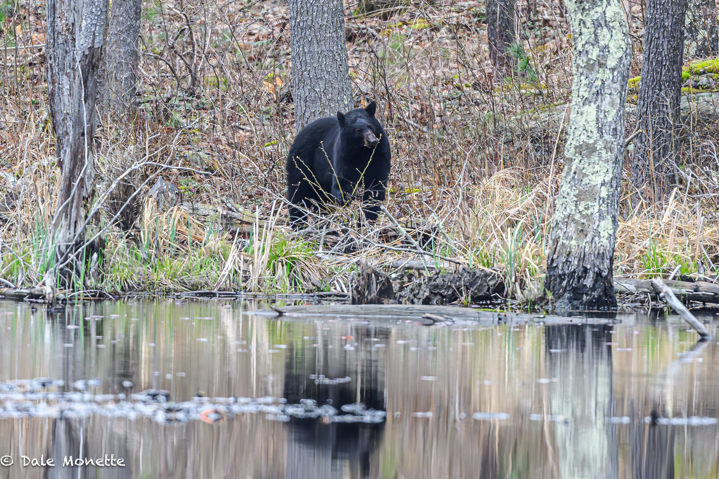   After waiting for something to happen along the shoreline of one of my favorite beaver ponds, and enjoying the peace and quiet with no bugs,,,    IT finally happened !  