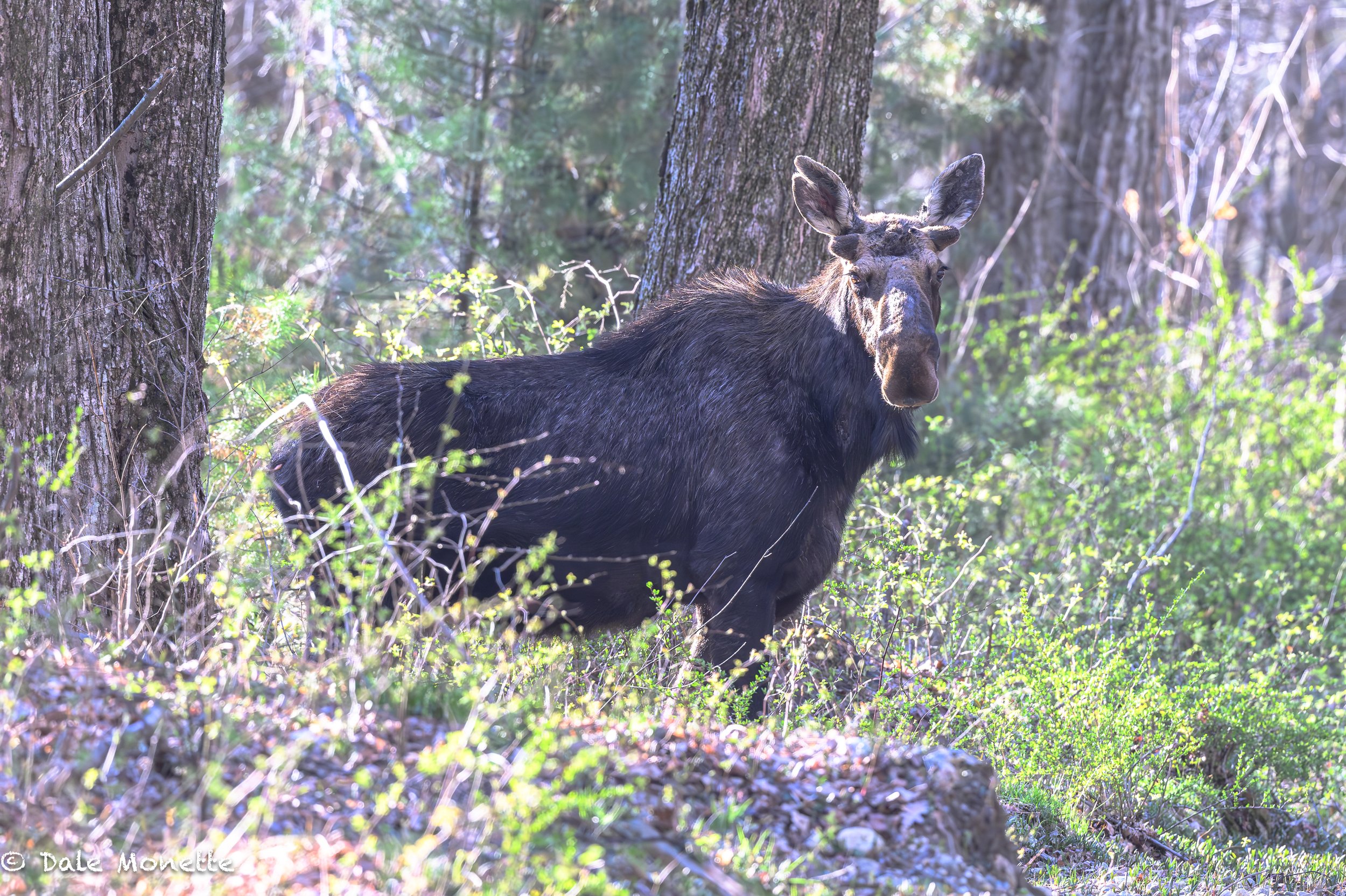   A five year long buddy.  I was glad to run into this moose with a split in the right ear and glad to see he made it thru another winter at Quabbin. He is at least 5 years old. His huge rack of antlers are just starting to grow.  