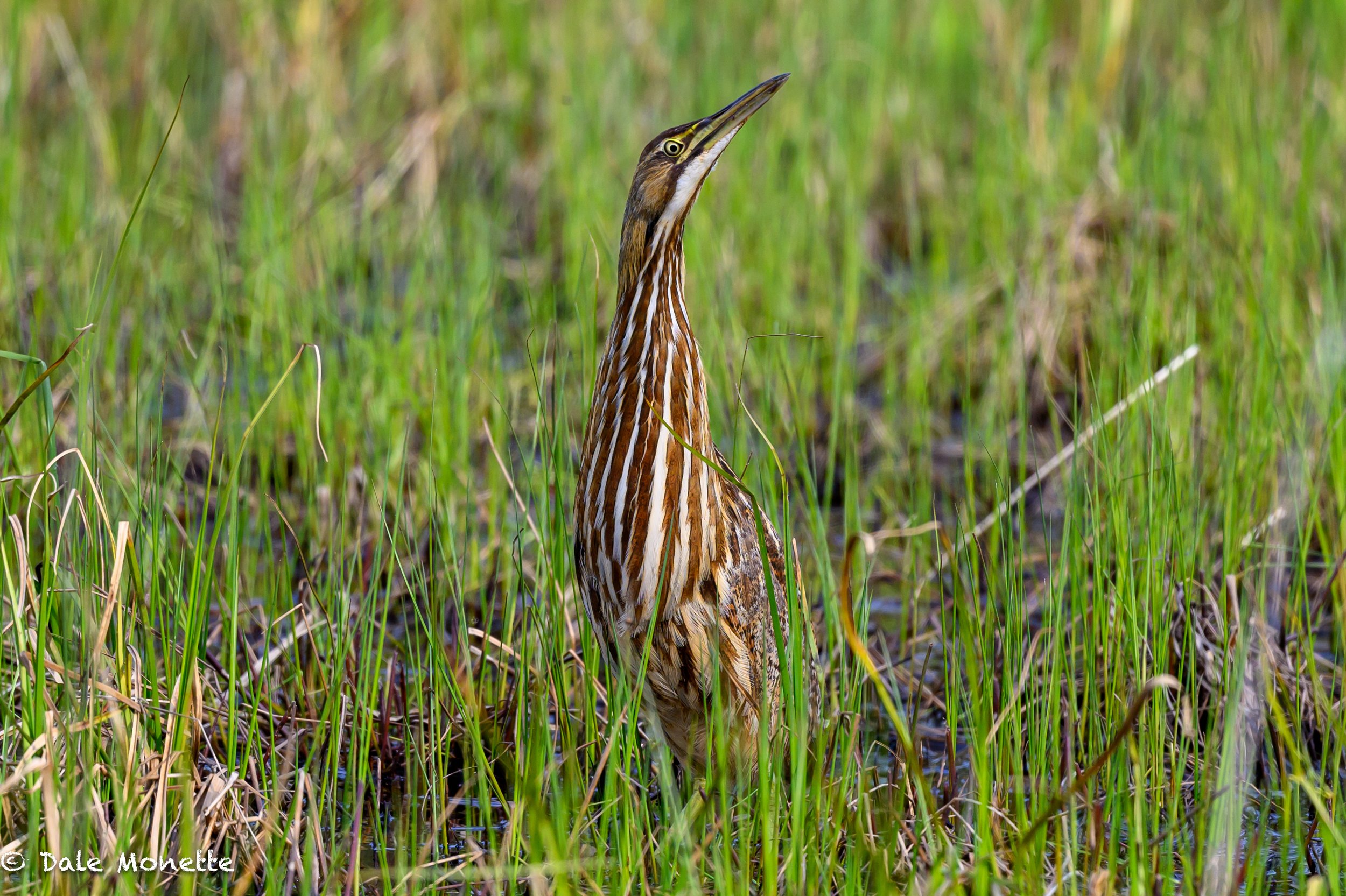  While coming home from southern New Hampshire yesterday I spotted this bittern just sitting in the open grass alongside a large swamp on RT 137 in Jaffrey.  