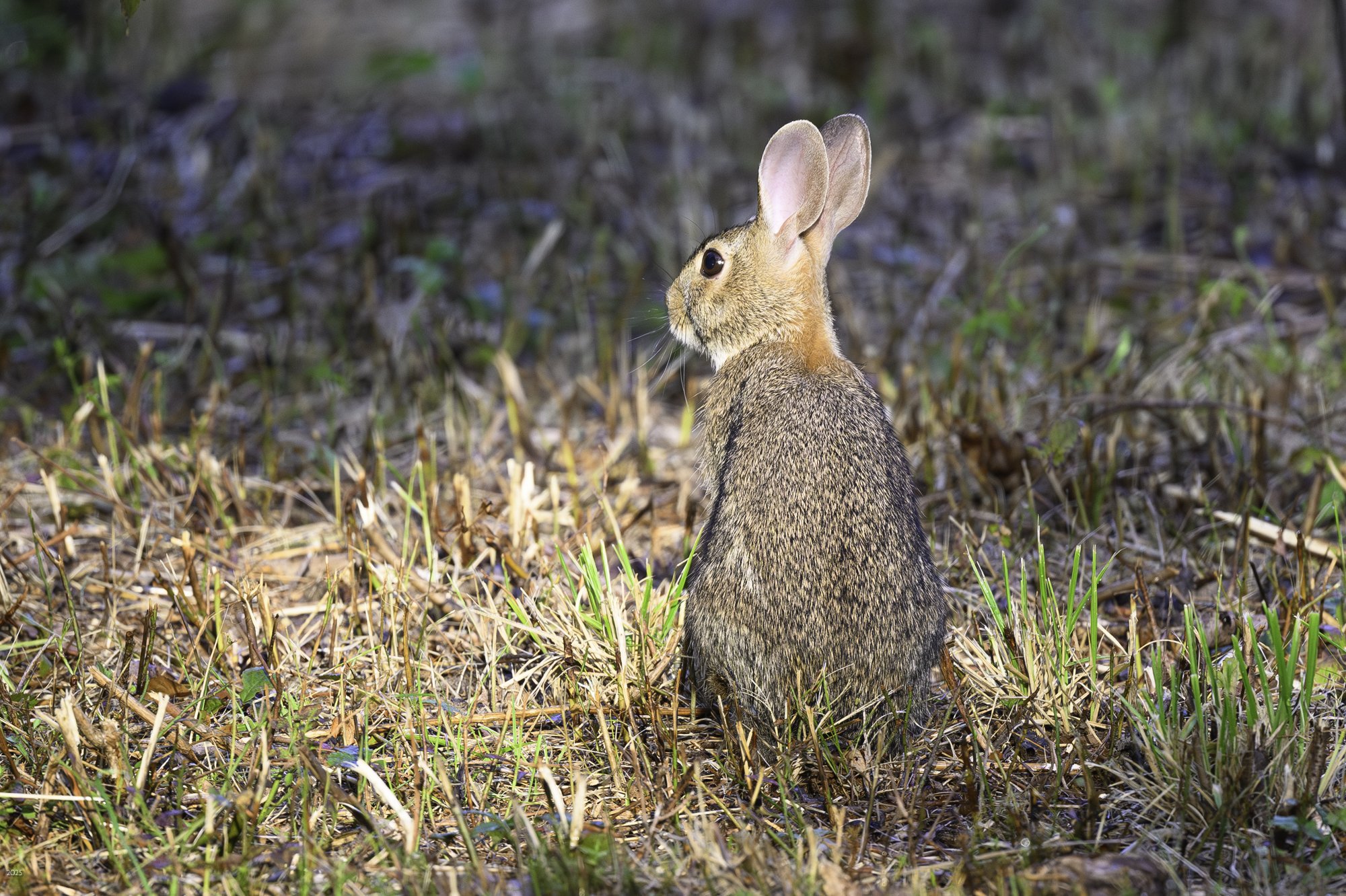   Eastern cottontails are everywhere this year both large and small.... I was able to creep up on this one who was enjoying a morning ray of sun.  