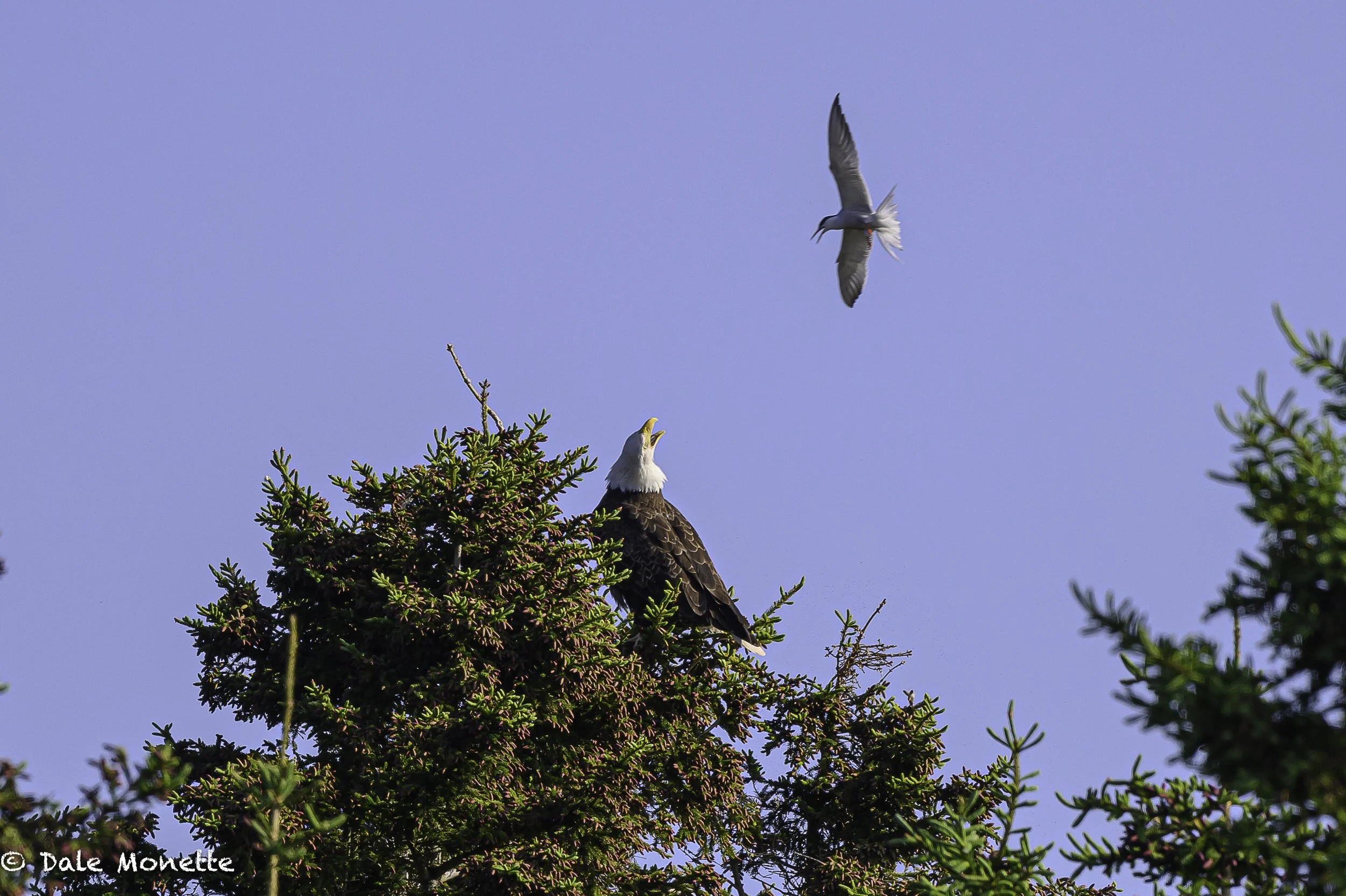 Cape Breton Bald Eagle and common tern at Dingwall Harbor, Nova Scotia, Canada. 6/14/25 Come often as I add photos every chance I get in the “New Photos” section. If you have any comments you can contact me by clicking on the big yellow CONTACT