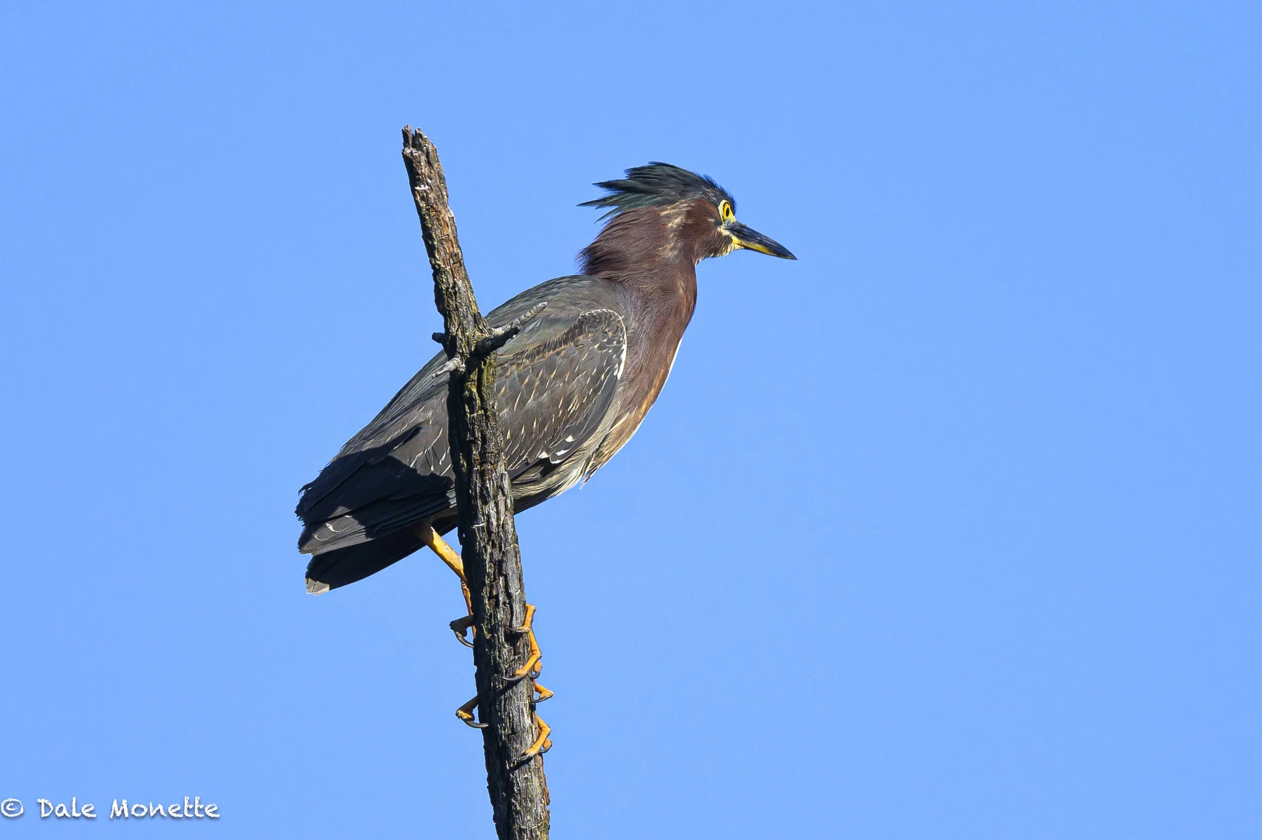 Hi everyone.. sorry to be slow with the photo posting but Im fighting a case of Lyme disease… I hope to be back out in the swamps and woods soon. This green heron photo I took last May in North Orange MA.