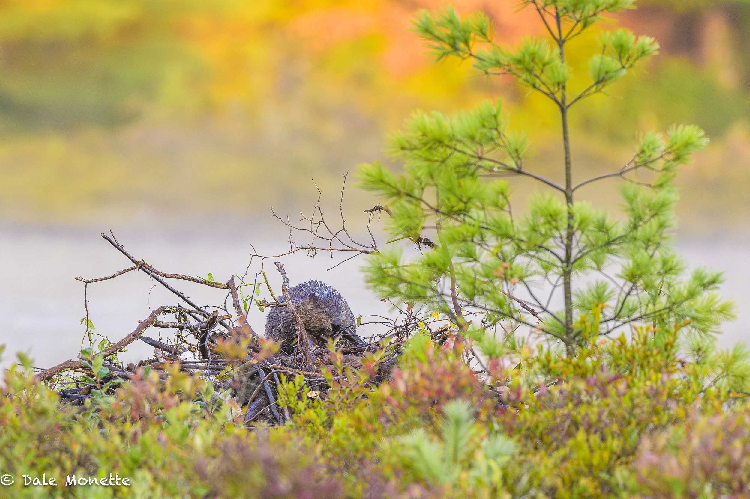 Fall is here !! Welcome to my wildlife page….. Come often as I add photos every chance I get in the “New Photos” section. If you have any comments you can contact me by clicking on the big yellow CONTACT letters. Thanks again and best of luck