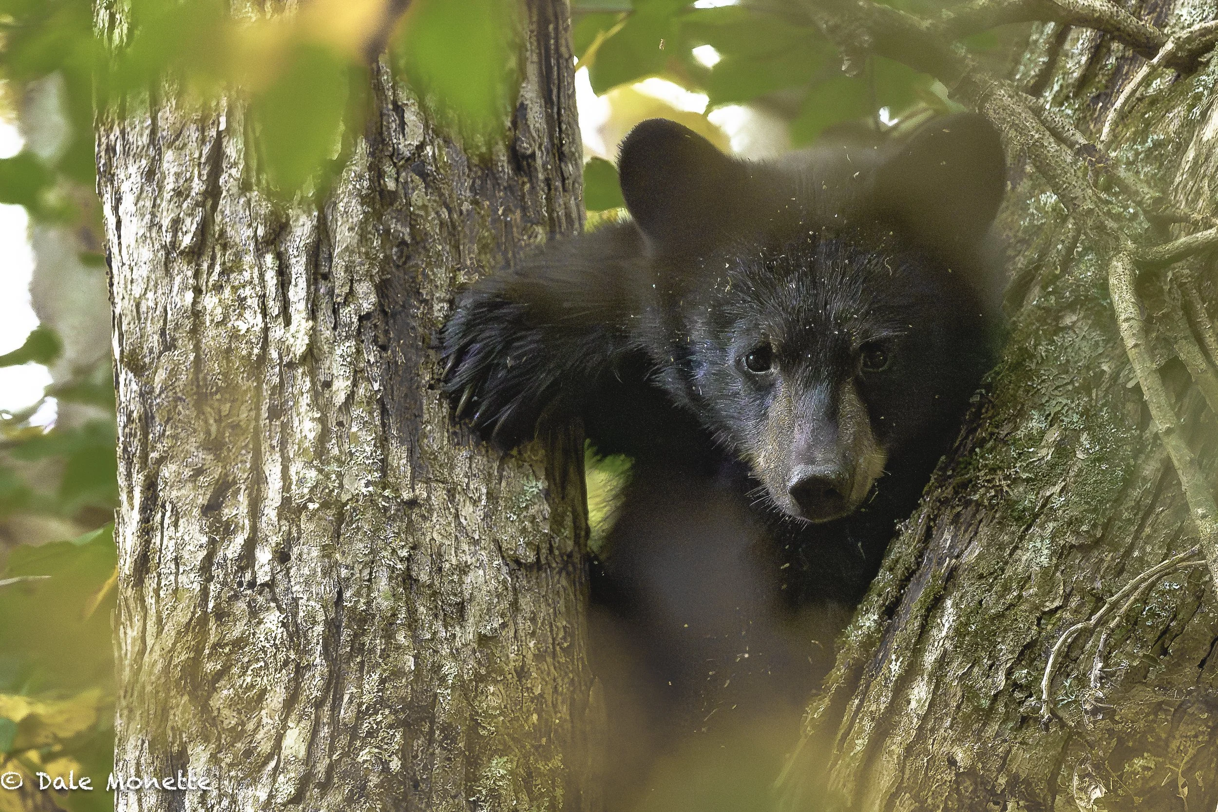 Early this morning I found a female black bear way up in a hickory tree with her 2 cubs feeding on the nuts. Here’s one of the cubs wondering if it should come all the way down after Mom, or just hang in the trees about 35 feet until I left.