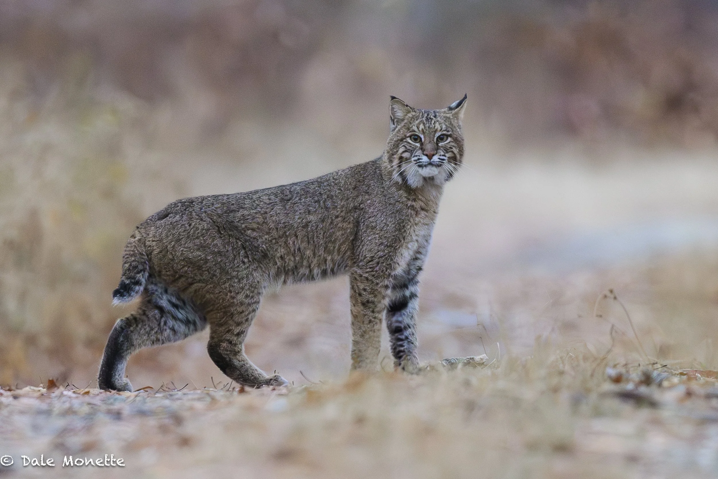   I came across 2 bobcats in the middle of an old logging road last week.  One took of immediately and one was curious and hung around checking me out long enough for me to make a few photos.  