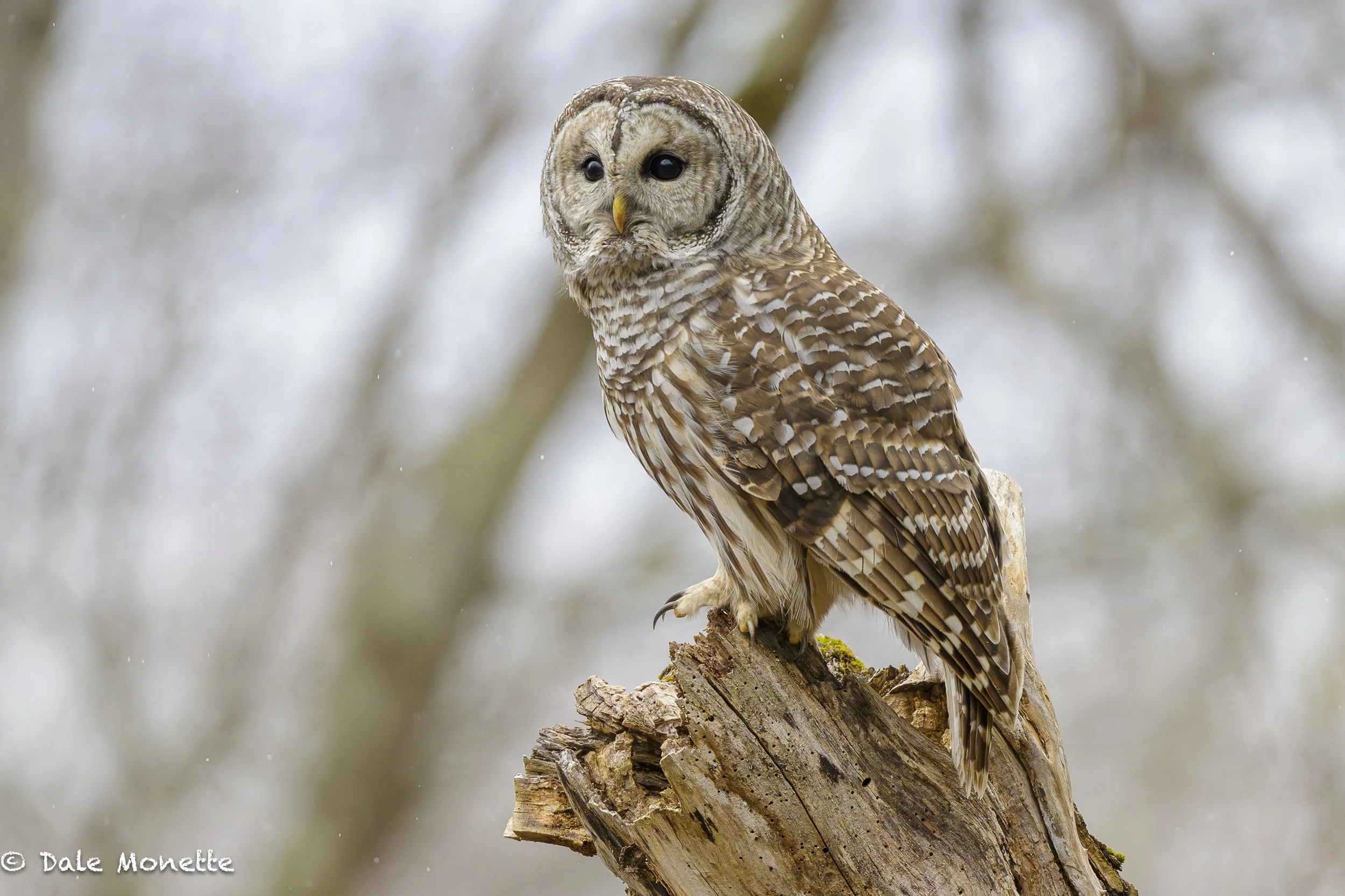   This is one of our barred owls that likes to hunt on our land.  They hunt from the roof of our house, my cars roof rack and our mailbox. This afternoon he was on the big maple tree in the front yard and flew up to the corner of the house. ( lite sn