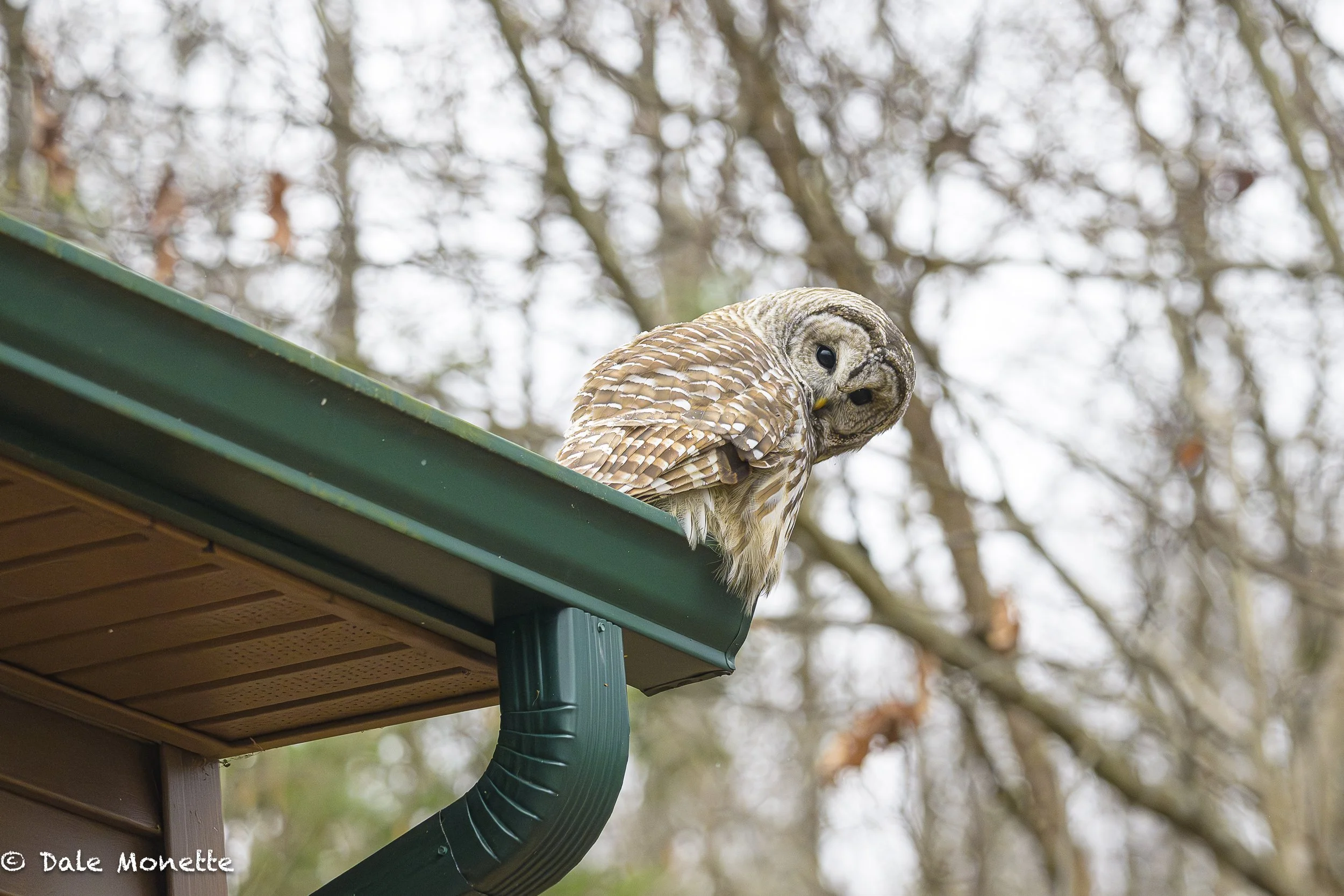   Here he is on the roof of our house…  