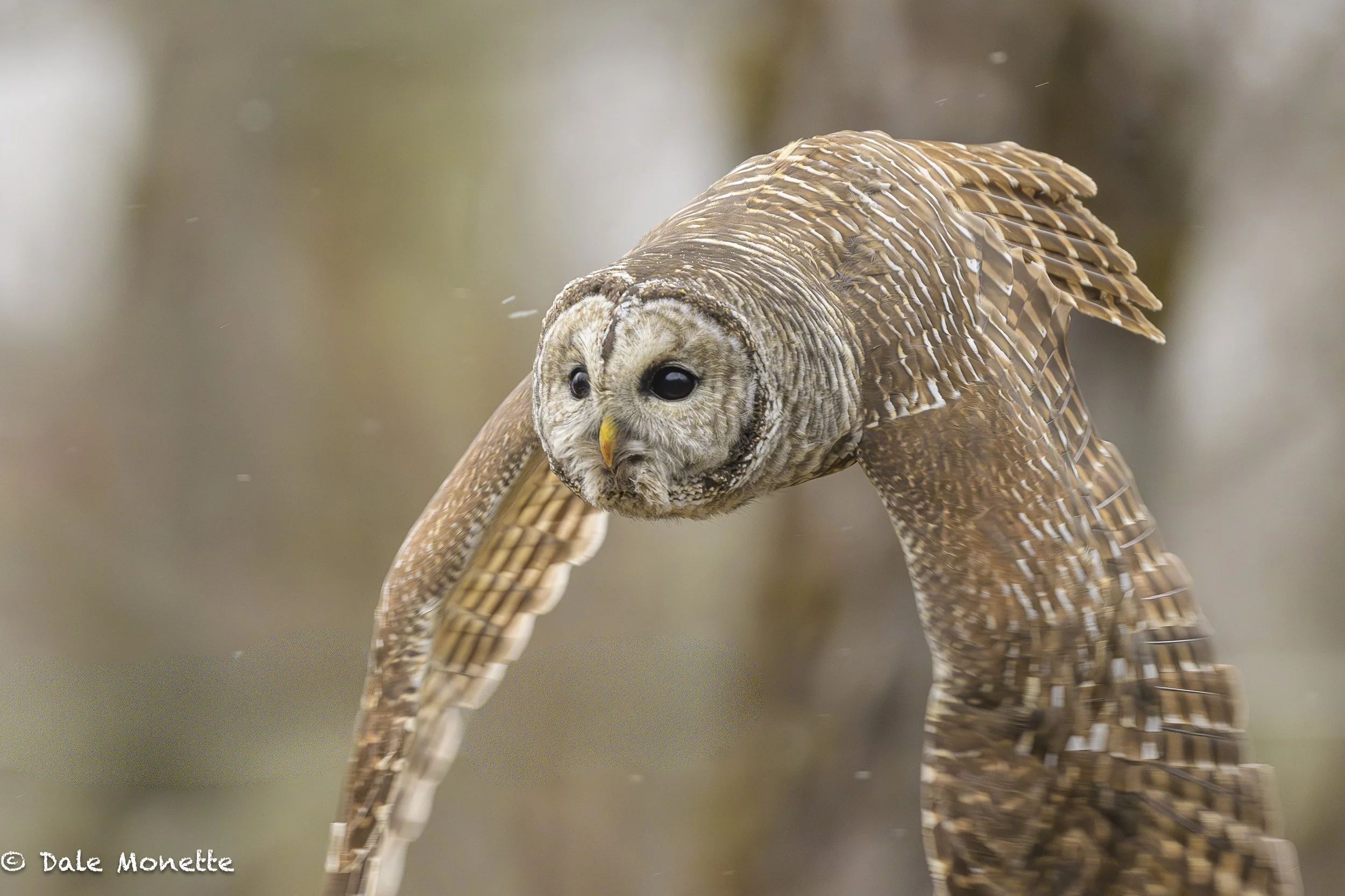   Another photo I made of the barred owl thats hunts from our house. (see following photos)  
