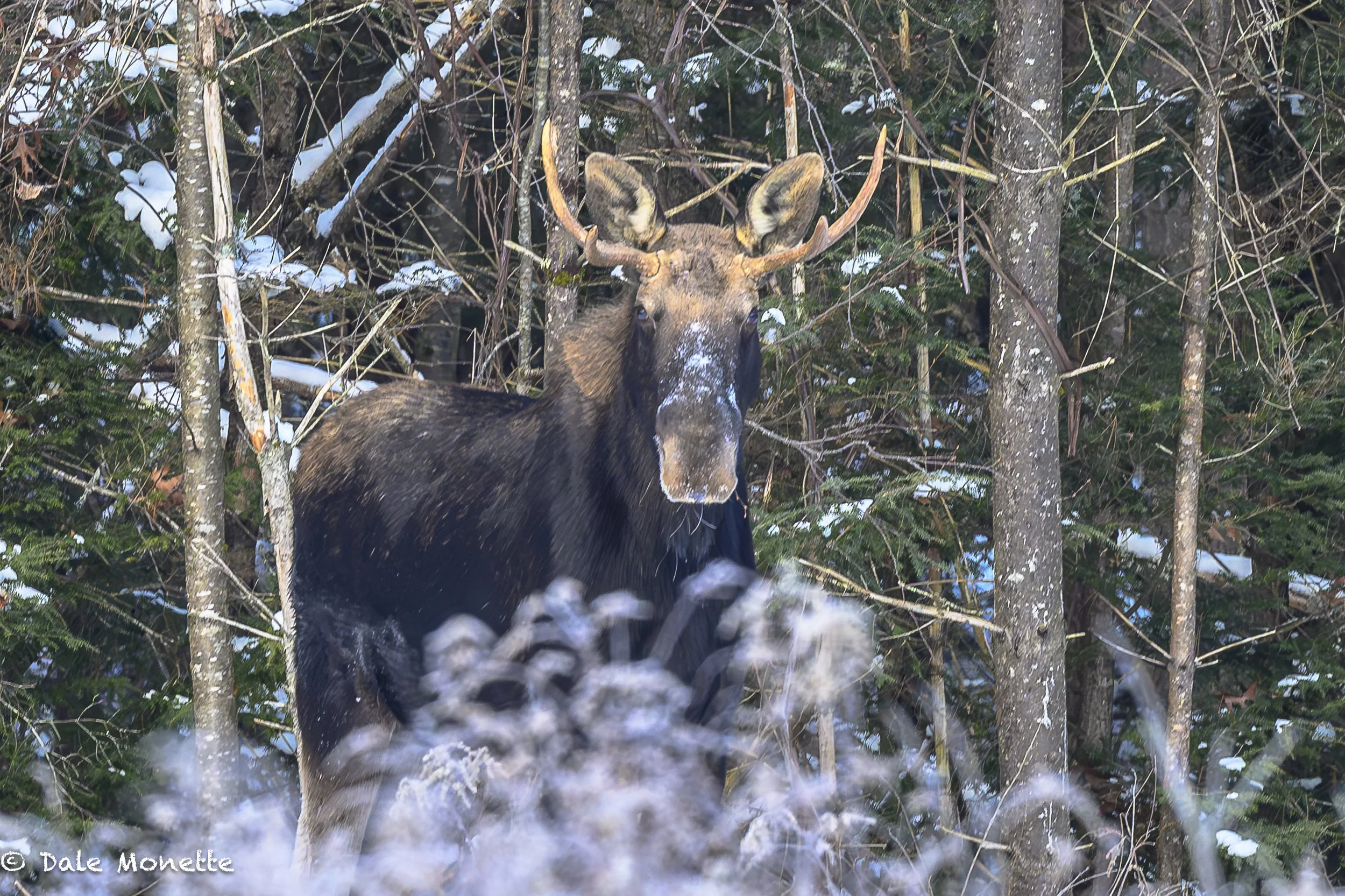   It’s WINTER !!   Welcome to my wildlife page…..    Come often as I add photos every chance I get in the “New Photos” section. If you have any comments you can contact me by clicking on the yellow CONTACT letters above. . Thanks again and best of lu
