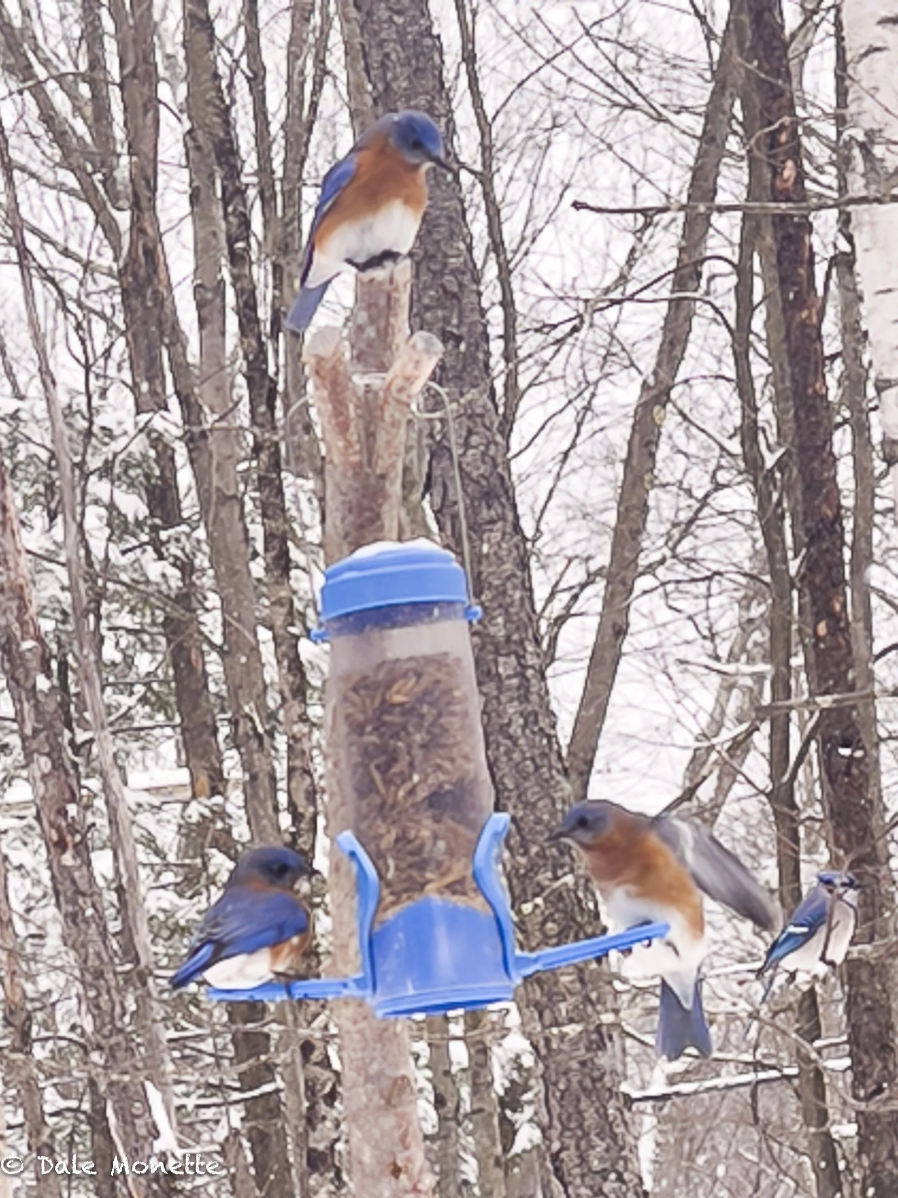   Bluebirds are here probably for the winter. Mealworms are really expensive this year.   This ia a crappy iPhone photo I took Christmas Day of some of the bluebirds taken from my car in our driveway!  We have close to ten here but they come and go. 