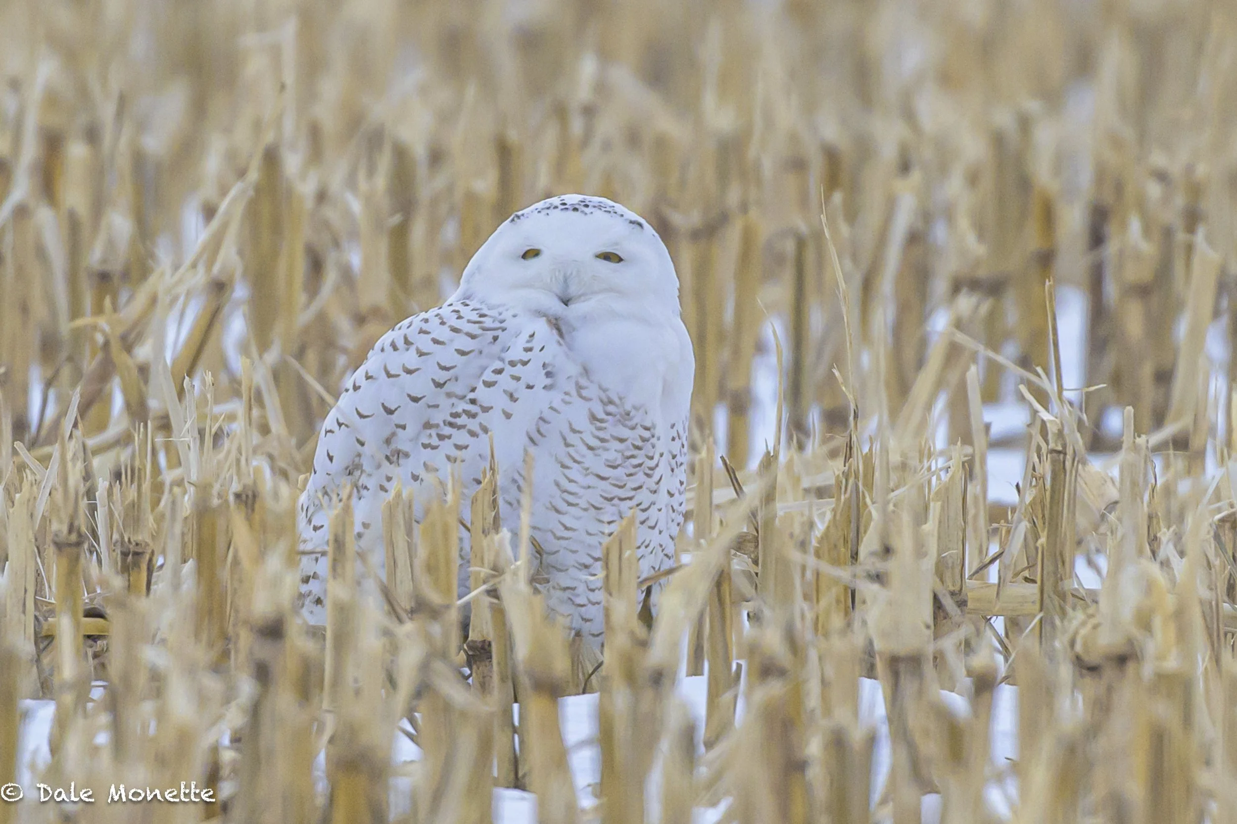   A nice find for me this morning, unexpected ….  a female snowy owl !!  (taken from about 80 yards away, 6oo mm Nikon lens with a 1.4 teleconverter)  