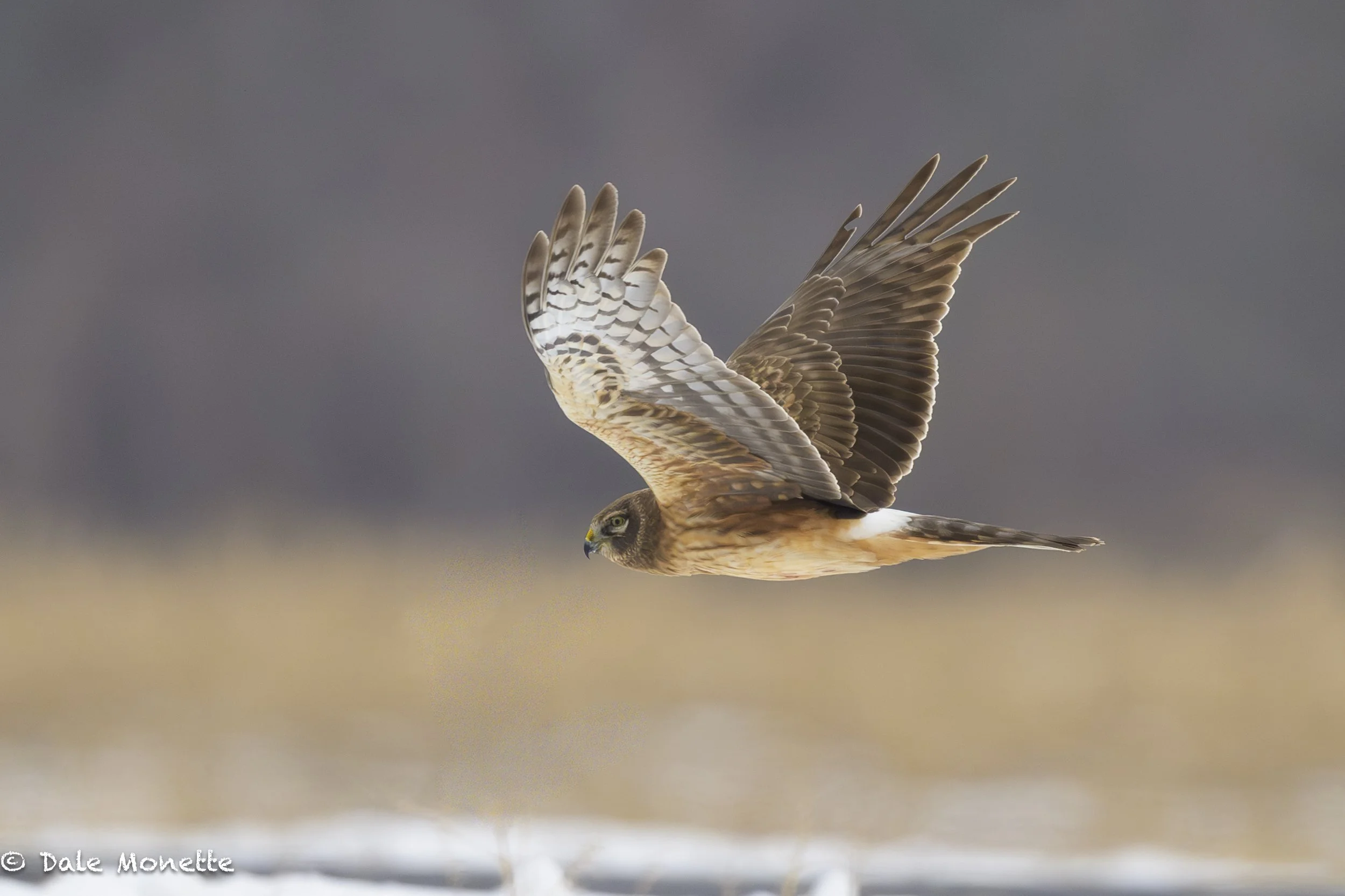   A female harrier went zipping by my vehicle while checking large fields in western MA yesterday and looking for harriers.  BINGO !    