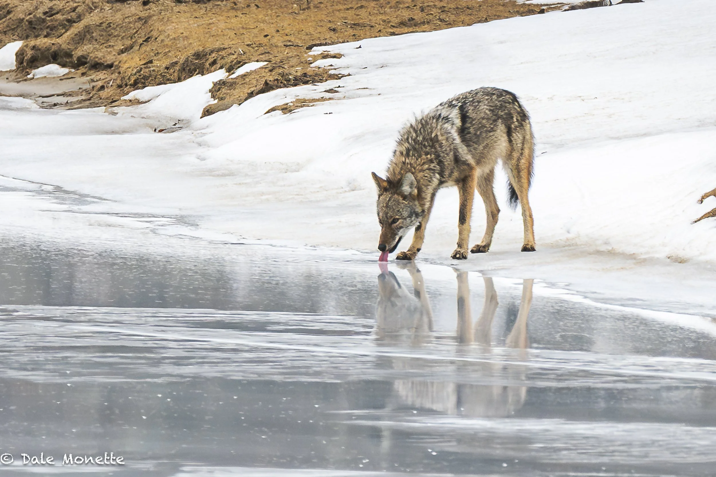   No wonder the Quabbin is so low..... those pesky coyotes!  