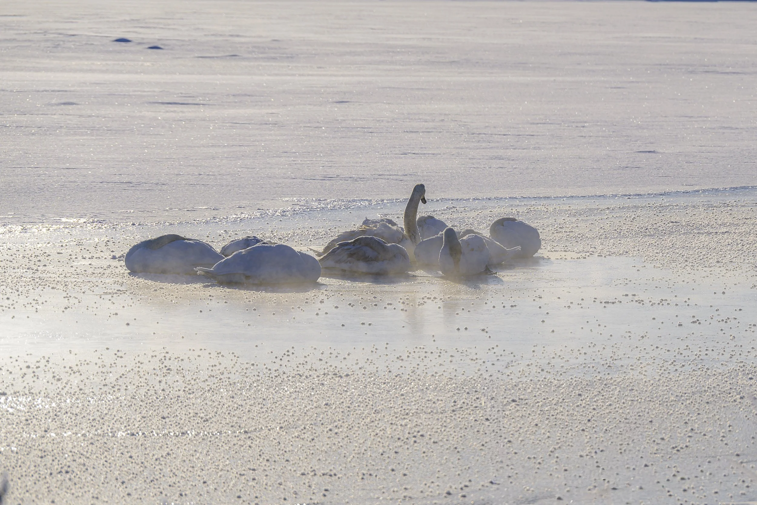   A small flock of mute swans waking after spending the night on the ice on the CT River in Turners Falls, MA.   The temp was minus 2 there this morning.    