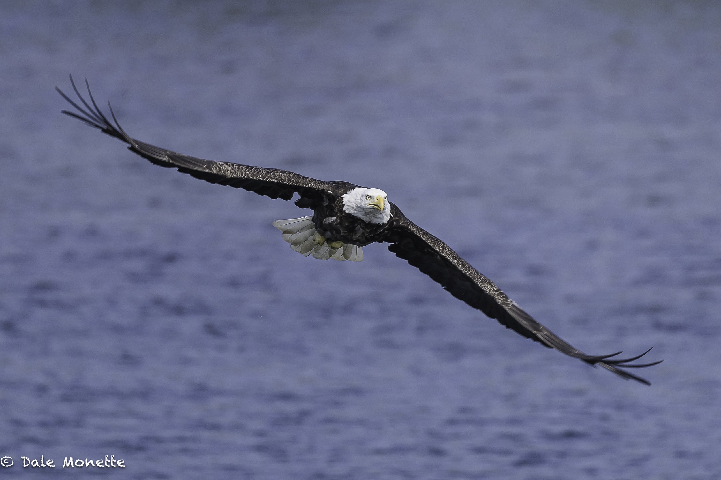   Incoming!    Cape Breton Island, Dingwall Harbor, June, 2026 one of the mated pair of bald eagles thats nesting close to the Harbor.  I see them every spring when I am up there…..  These birds are always together.   