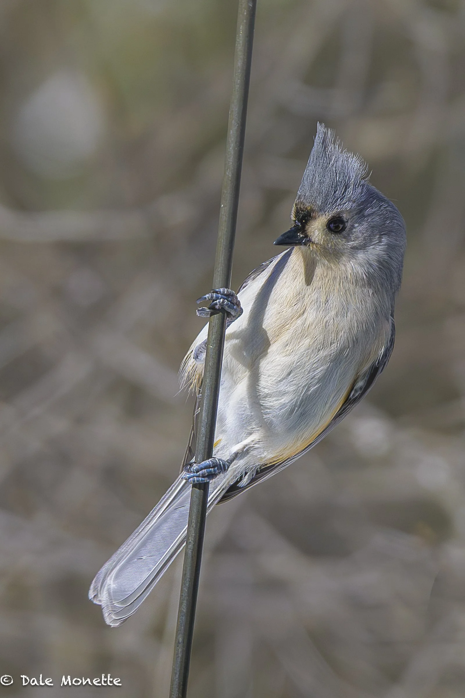   Thru the cold winter Ive been busy with a book project inside so it was a good time to send my Nikon Z9 back to have it cleaned and the software in it updated while I wasn't using it daily. It came back a few weeks ago and today was a good day to t