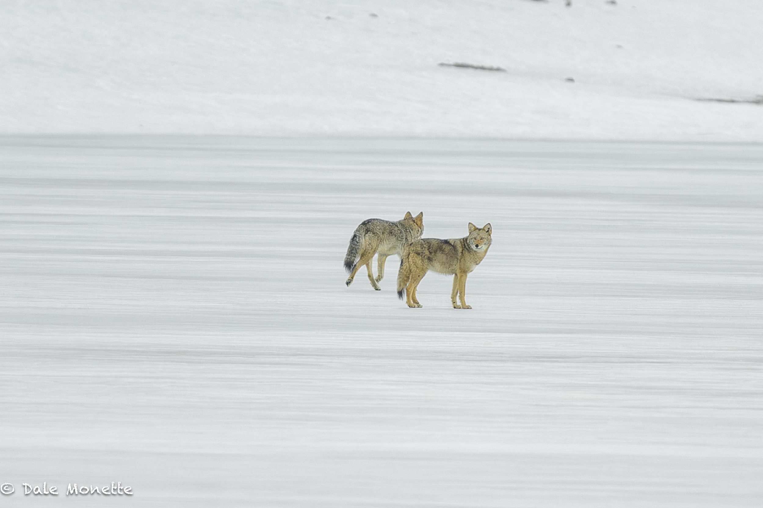   It was a nice day to grab the girlfriend and go for a walk in the sunshine…..  until a voyeur popped up to wreck everything :).   
