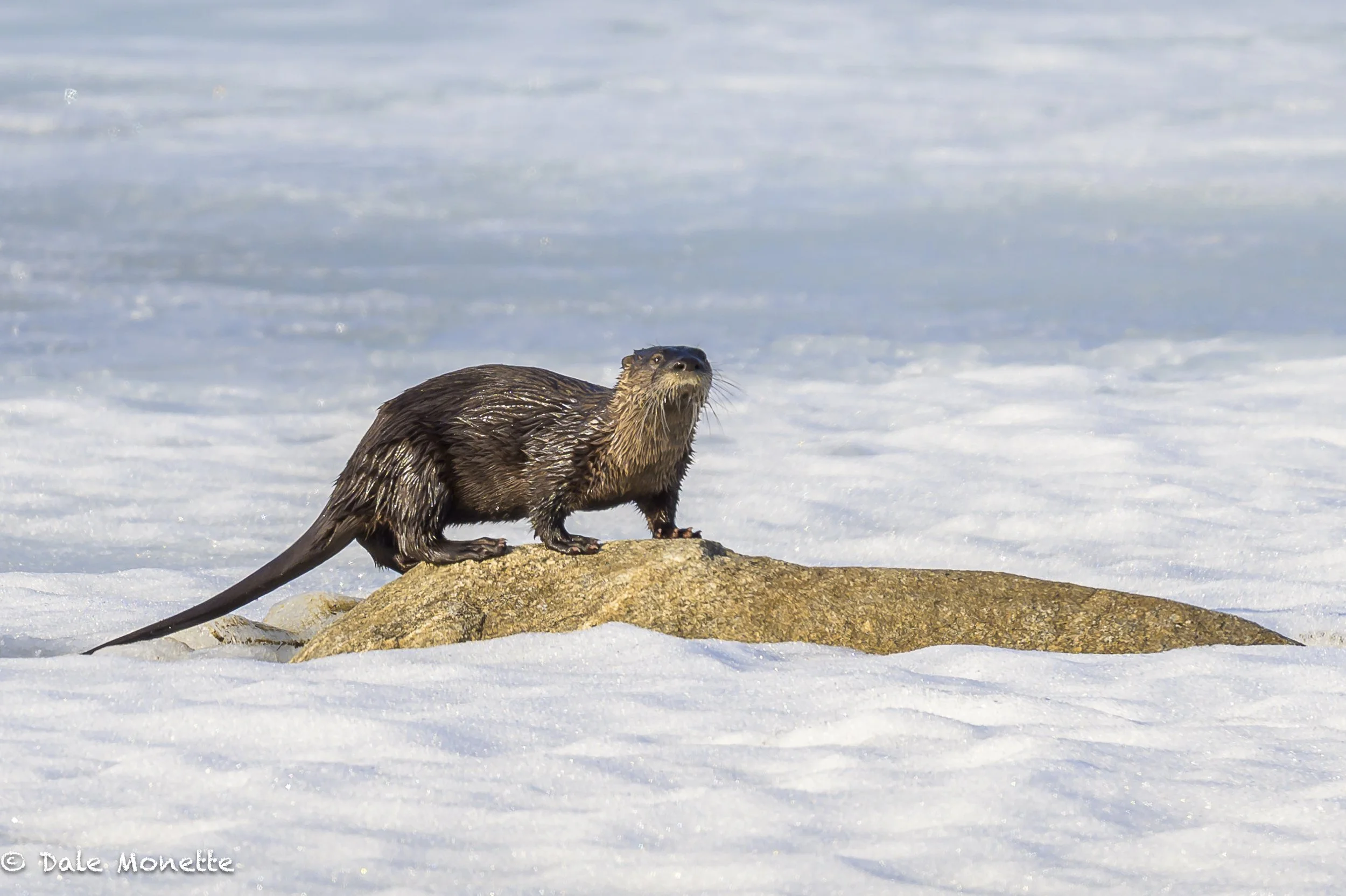   One of the keepers of the shoreline at Quabbin paid me an early visit this morning with his Olympic running and sliding along the ice... otters are always fun no matter what the weather.....I waited 2 hours for something to come along and it was wo