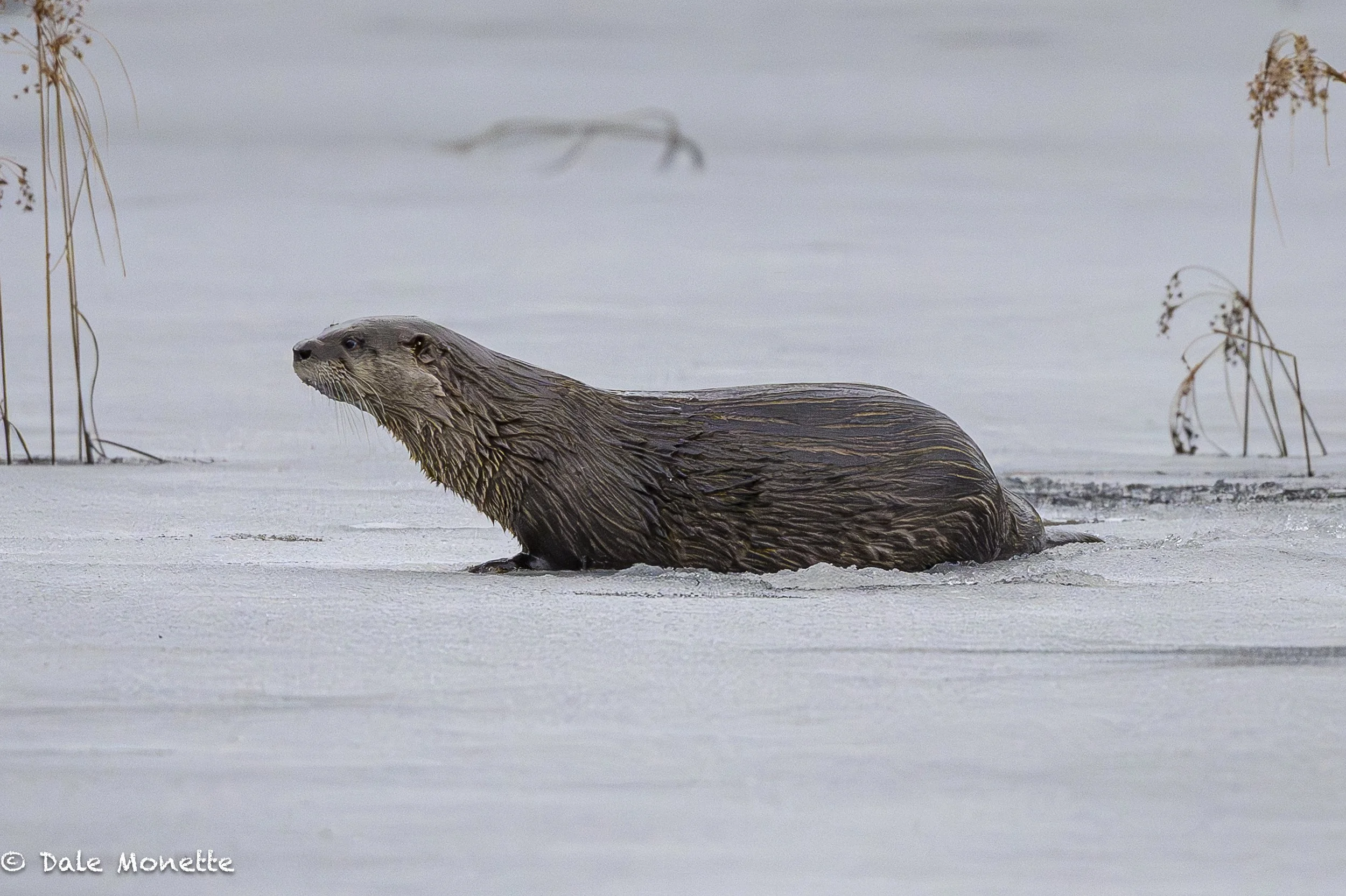   Another nice find this morning!  A river otter popping up here and there thru the ice trying to make me guess where he would pop up next. sorta like “Whack-an -Otter “  