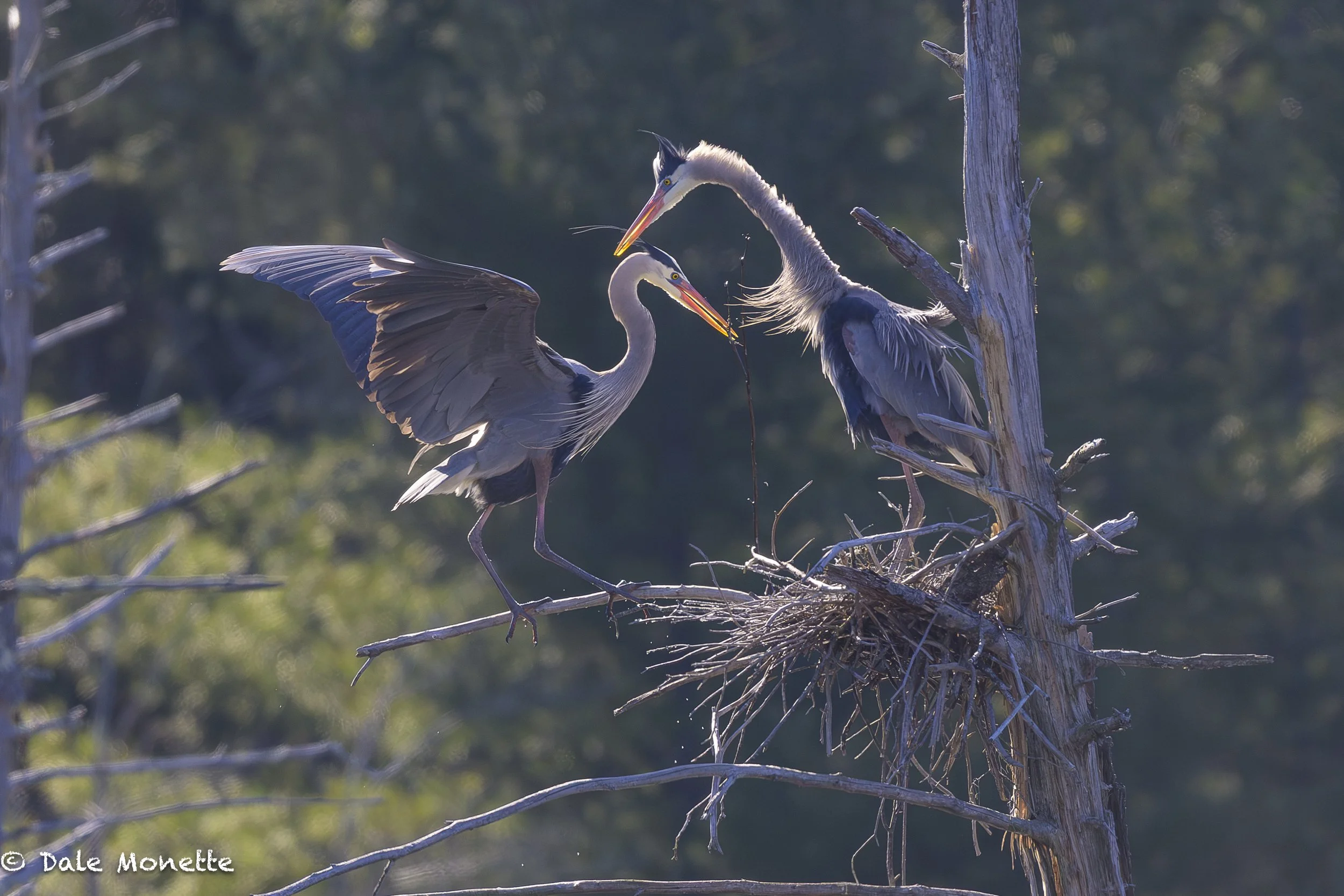   These great blue heron are either young birds or birds that lost their nest of last year in the heronry over the winter and are rebuilding. This heronry last year had 12 nests and lost 4 to the wicked winds of the past winter.  