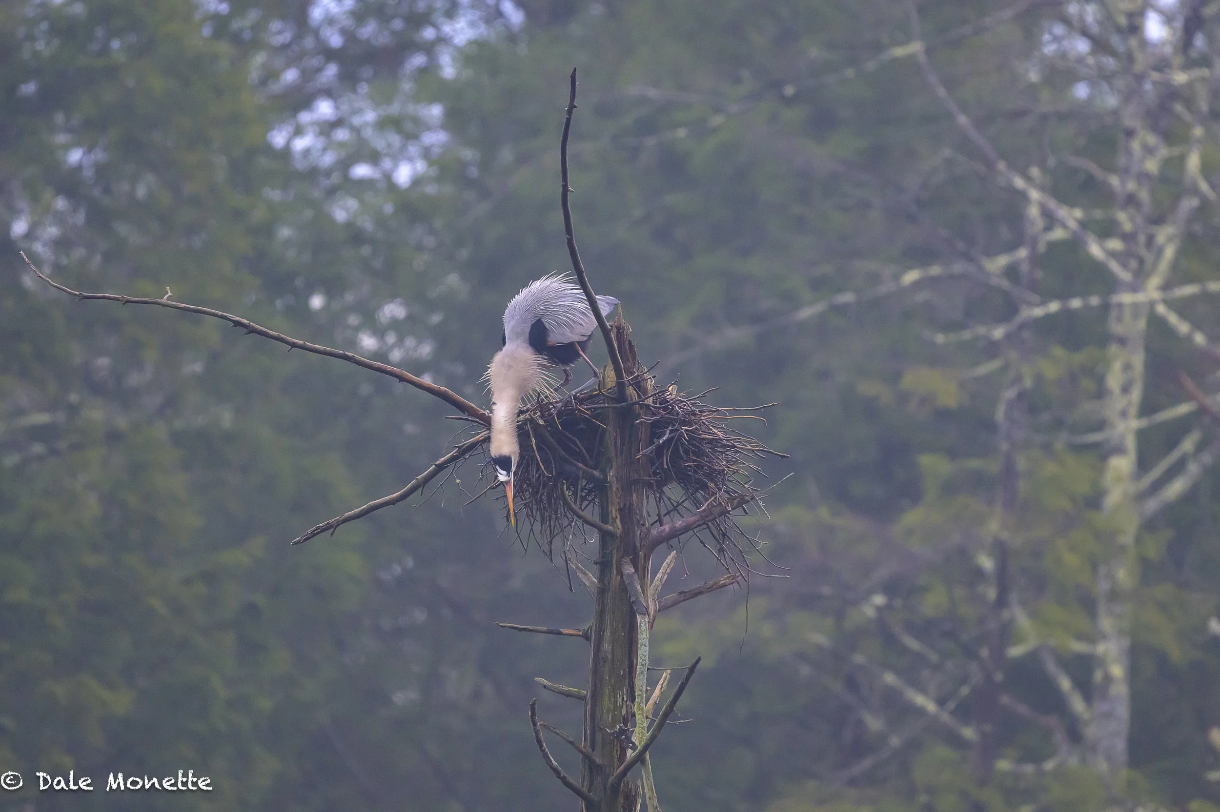   “Oh crap, I dropped my watch !”  