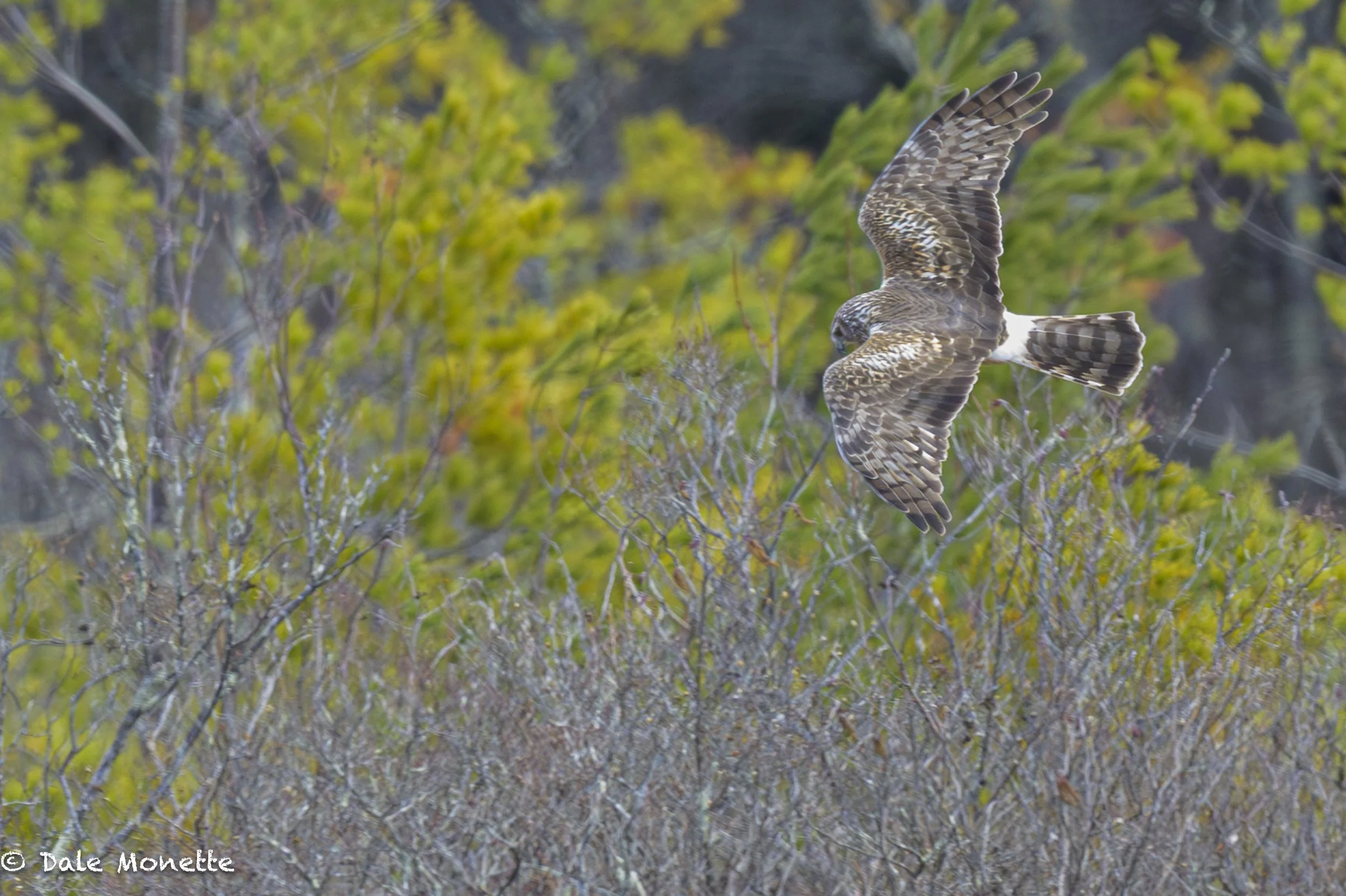   Another surprise this morning. A female harrier patrolling a local marsh looking for breakfast. They used to be called marsh hawks. Note the big white rump patch. Its a dead giveaway of an ID tool for these birds.  