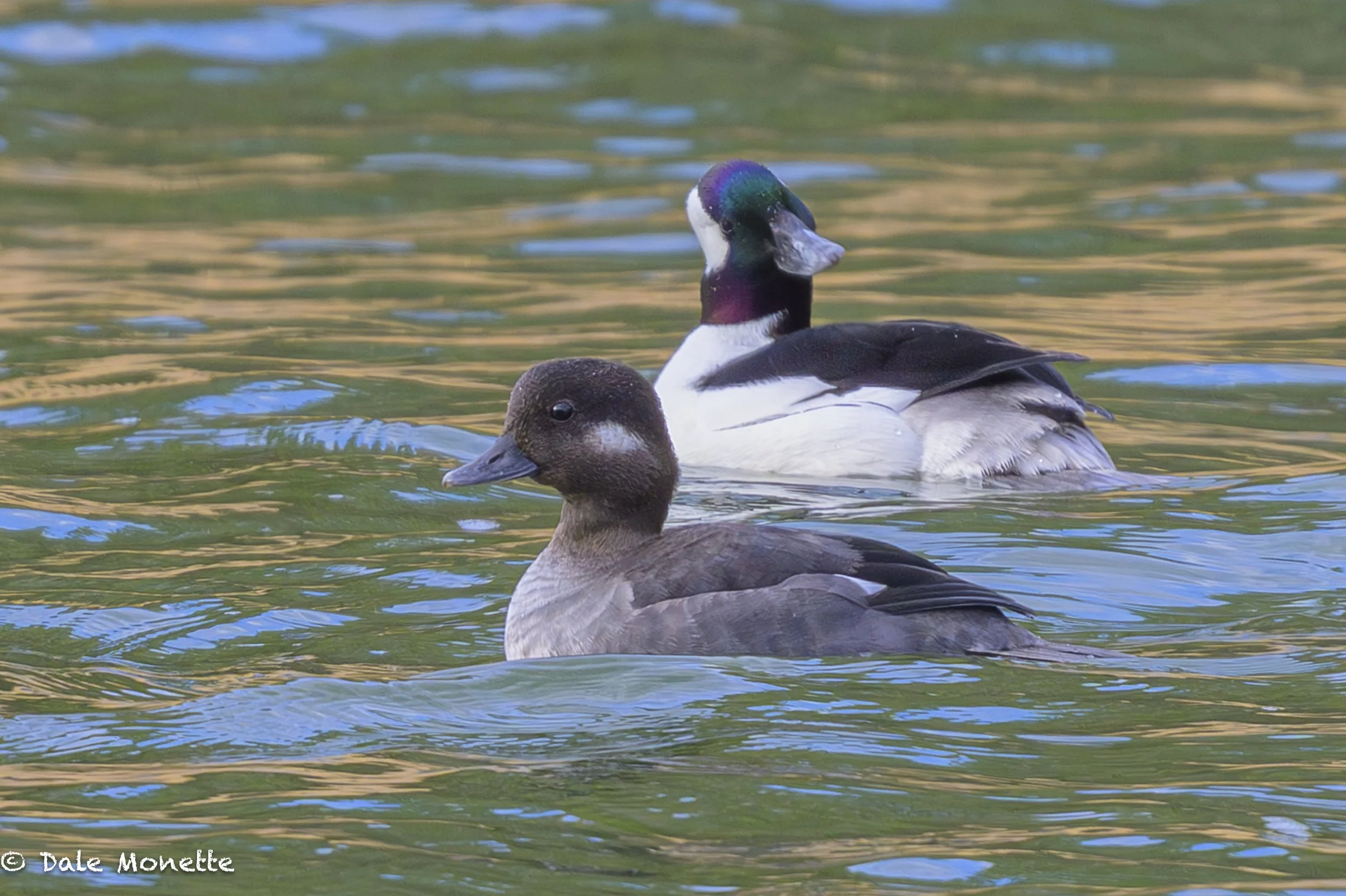   It's .tough trying to get close enough to see bufflehead ducks to get a view of their true colors of their feathers. An 800 mm Nikkor lens will help :)   