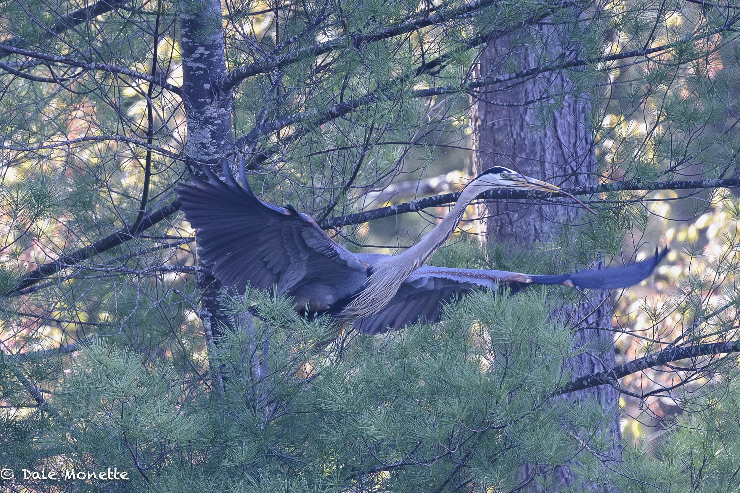   This great blue heron is ripping pine branches out of this tree and bringing them back to his nest where the female will put them where she wants it.  Then they do it all over again until they have the nest just the way they want it.    