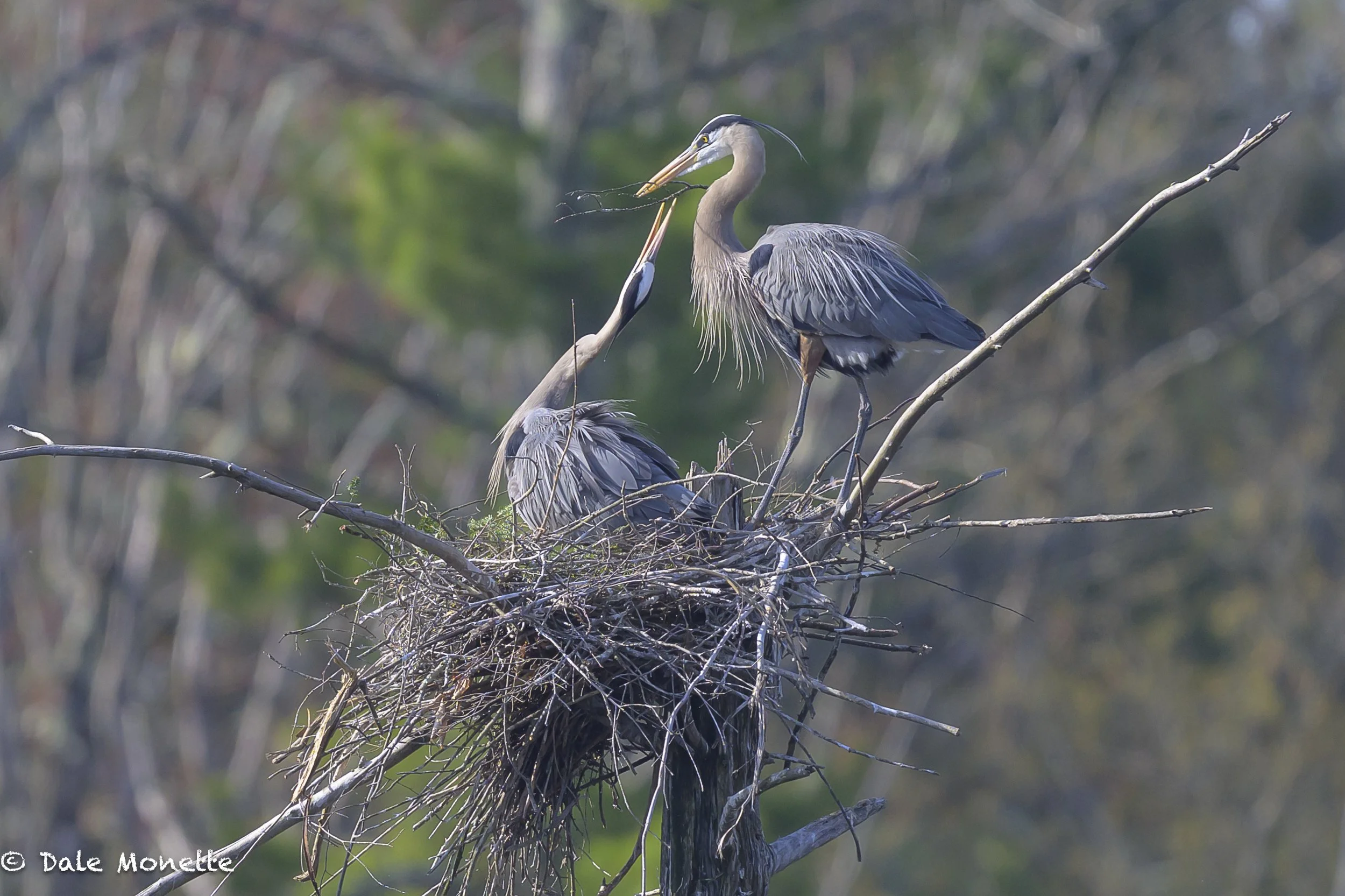   The female great blue heron takes the branch the male just presented her and she will stick it where she thinks it will be the best place for it in their nest. It is thought these birds mate for life.   