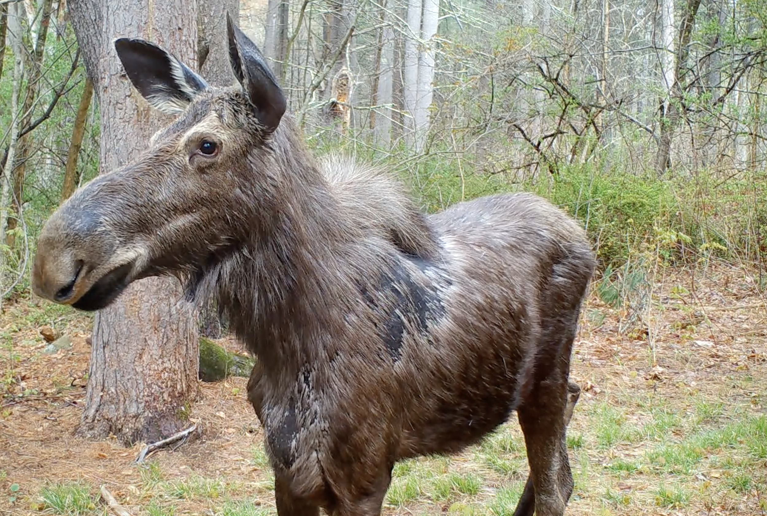   Springtime is when moose look pretty crappy because of their shedding of the winter coat.  Like this gal caught on a trail camera I have set up.  She was a great poser.  