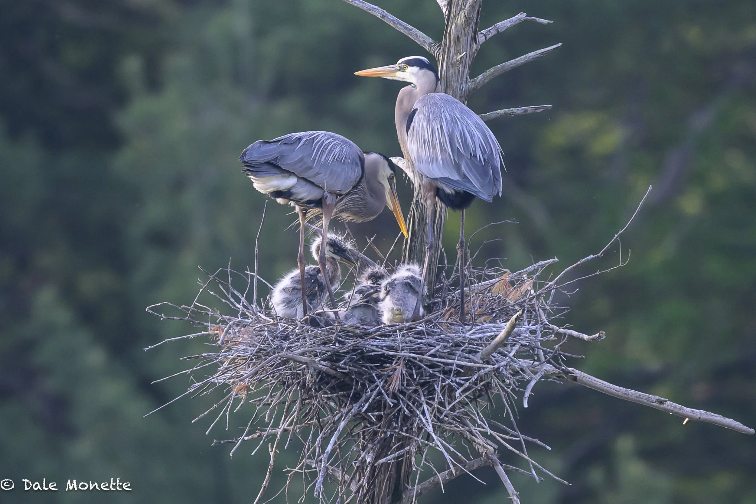   It's early breakfast time  for these great blue heron chicks as one adult just arrived and one is about to depart. If you look away you miss the change it happens so fast This photo was taken from 500 feet away with the Nikon Z9 camera and my Nikon