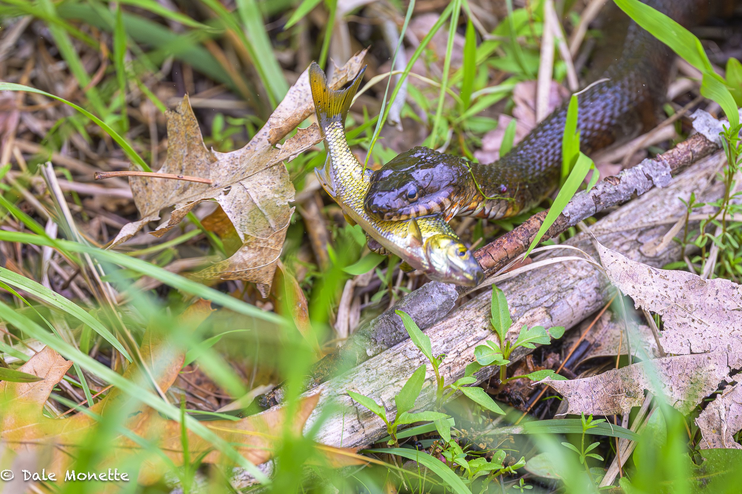  I found a batch of northern water snakes catching small shiners that were close to shore. One they caught them they took the fish to shore and down the hatch they went!   
