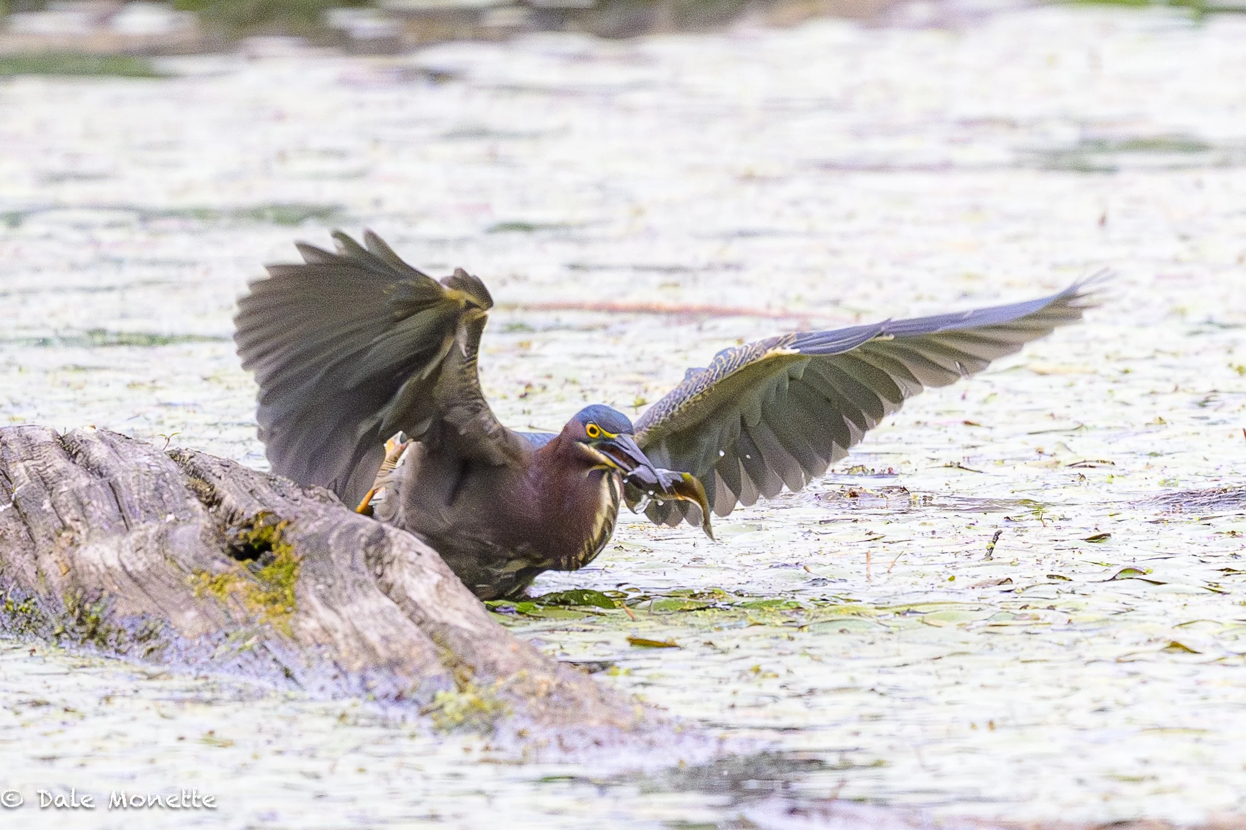   I spent 4 hours watching and photographing green herons in a small swamp yesterday. These guys are spectacular to watch catching small fish and tadpoles for eats.  