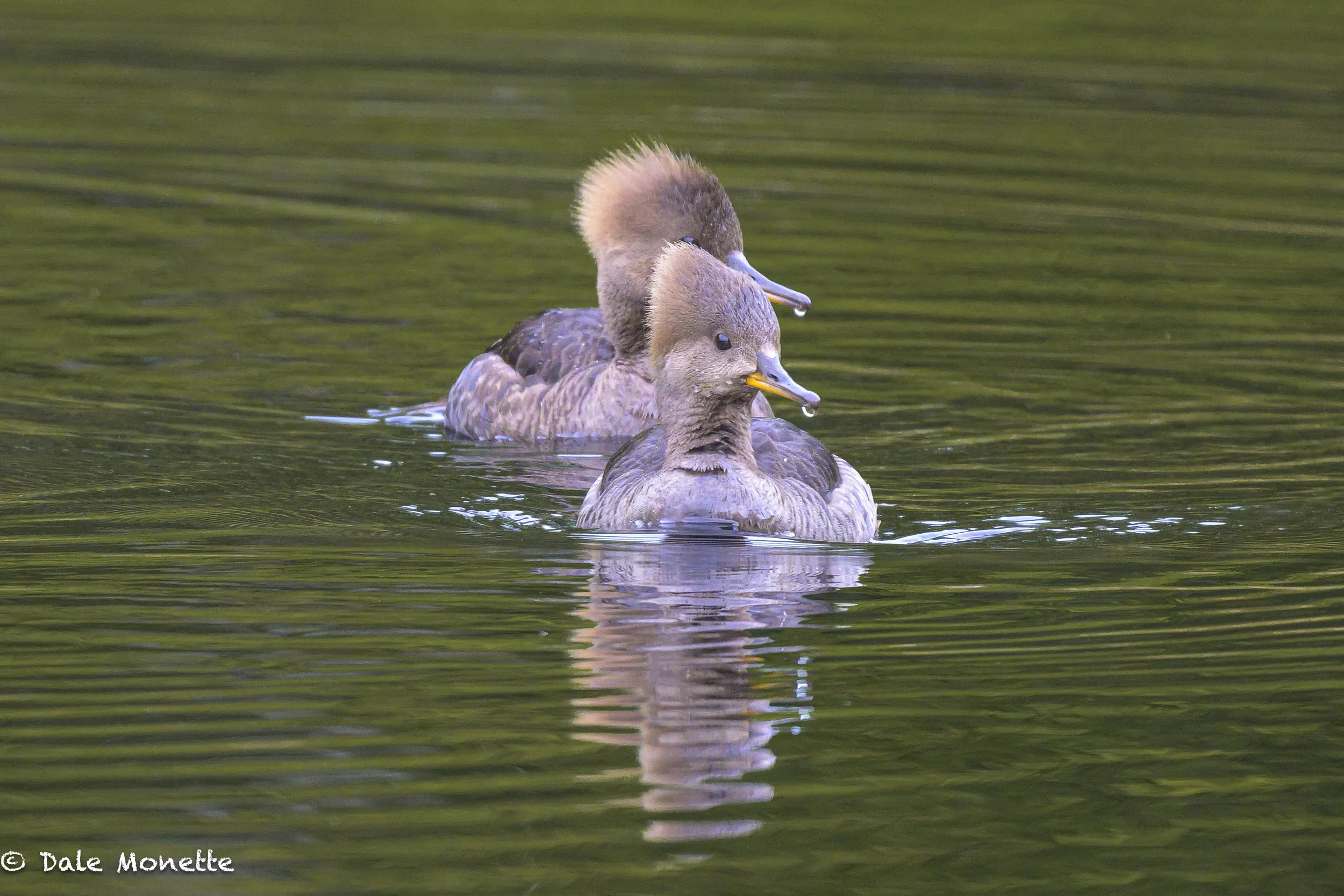   Two female hooded mergansers just floating around in a large beaver pond early in the morning.  Its tough to get close to these little ducks but my 800mm Nikon tele lens works fine …  