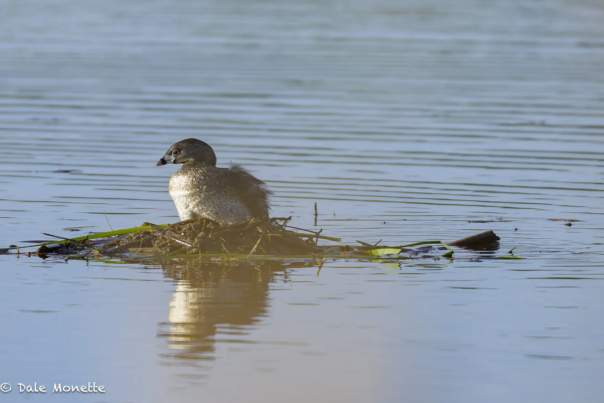   The Sackville New Brunswick CA duck marsh is a great place to find pie billed grebes.They also can be found in Massachusetts but are not to easy to find. This adult was setting on the nest when I came along on my way to Nova Scotia..  