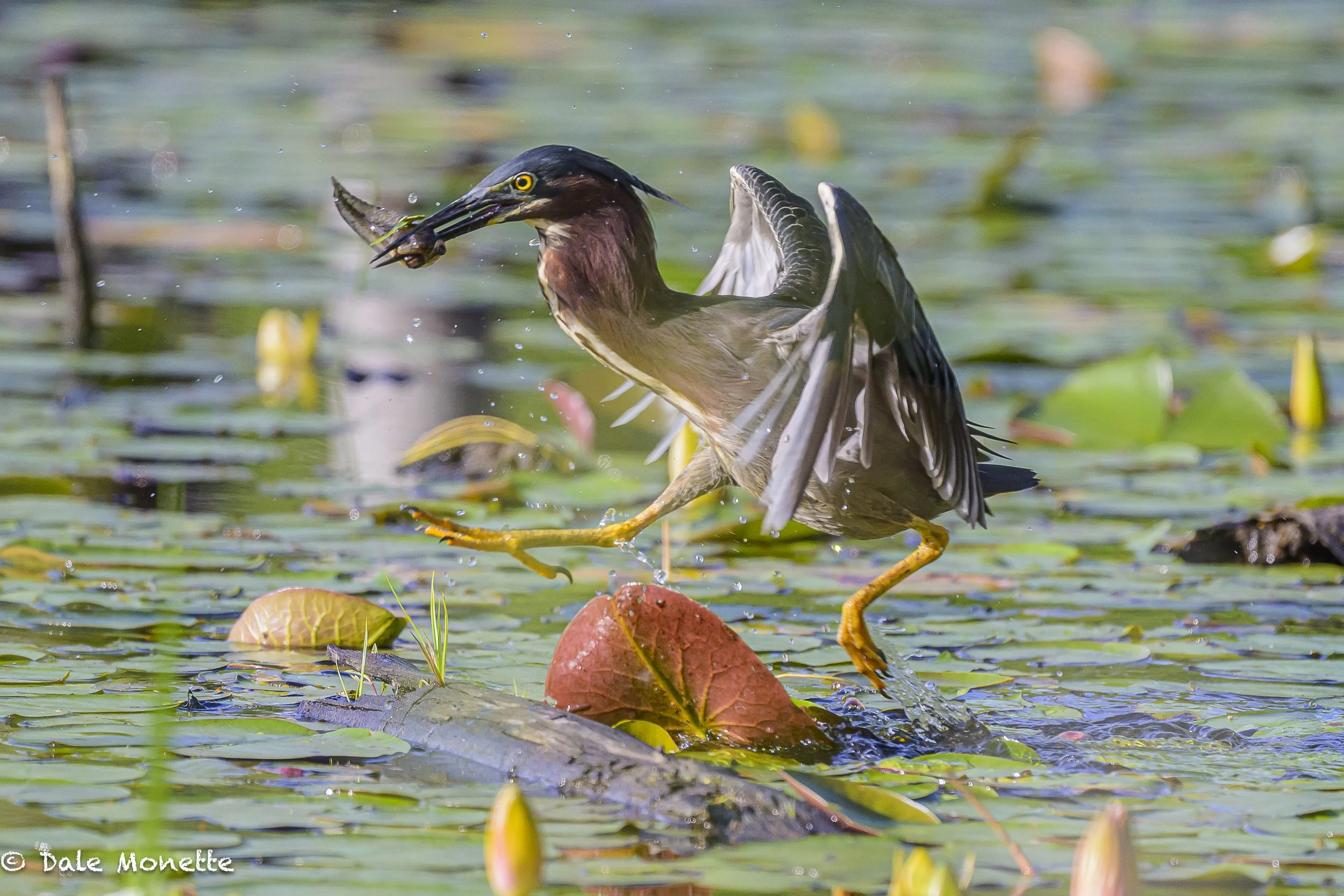   BINGO !  Instant lunch for this green heron.    