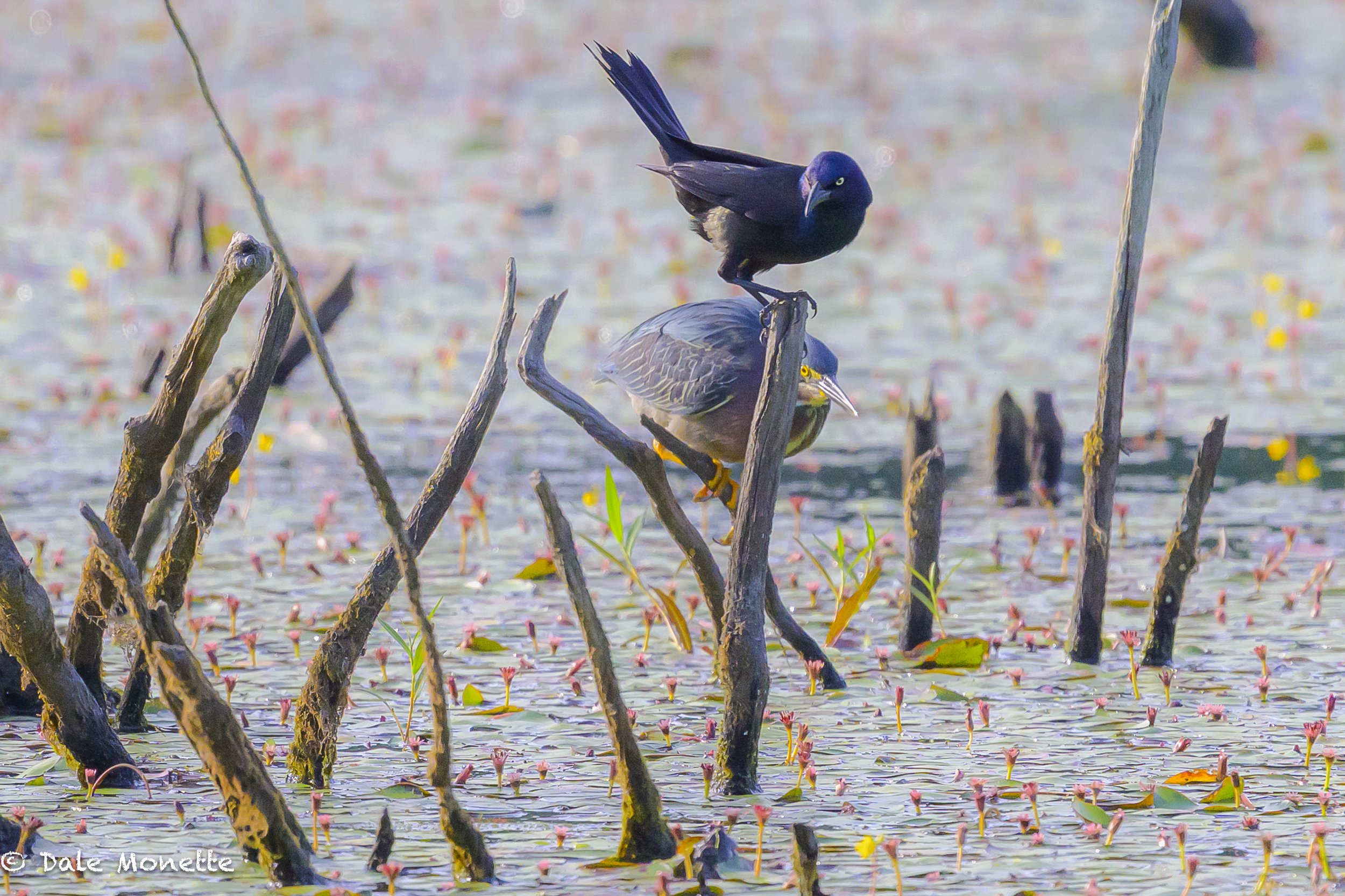   This green heron was photobombed !  There's always a clown isn't there ?  